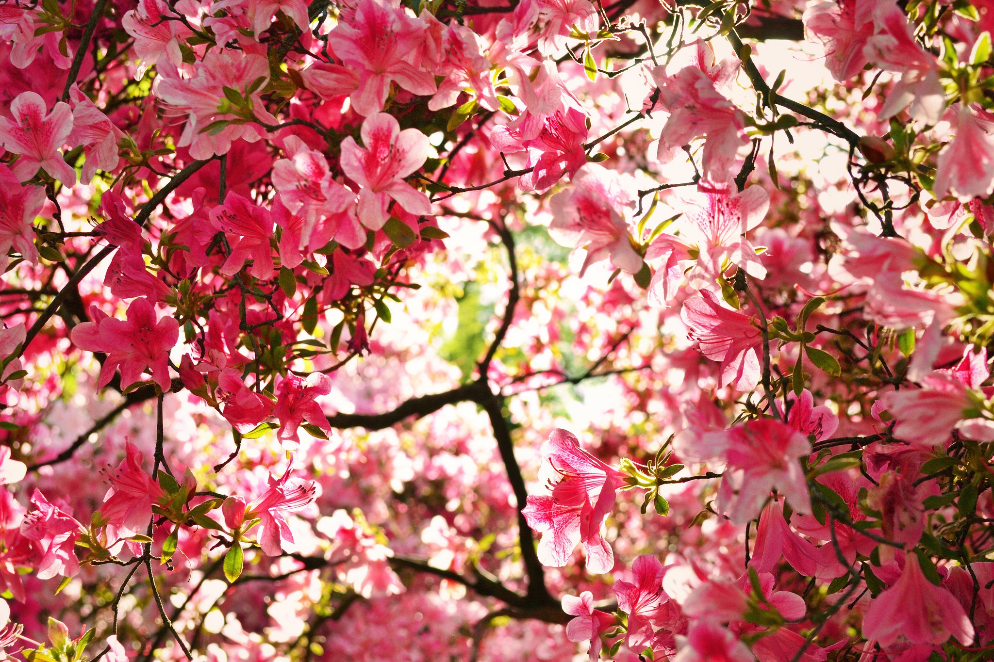 Handy-Wallpaper Natur, Blumen, Blume, Frühling, Blüte, Erde/natur, Pinke Blume kostenlos herunterladen.