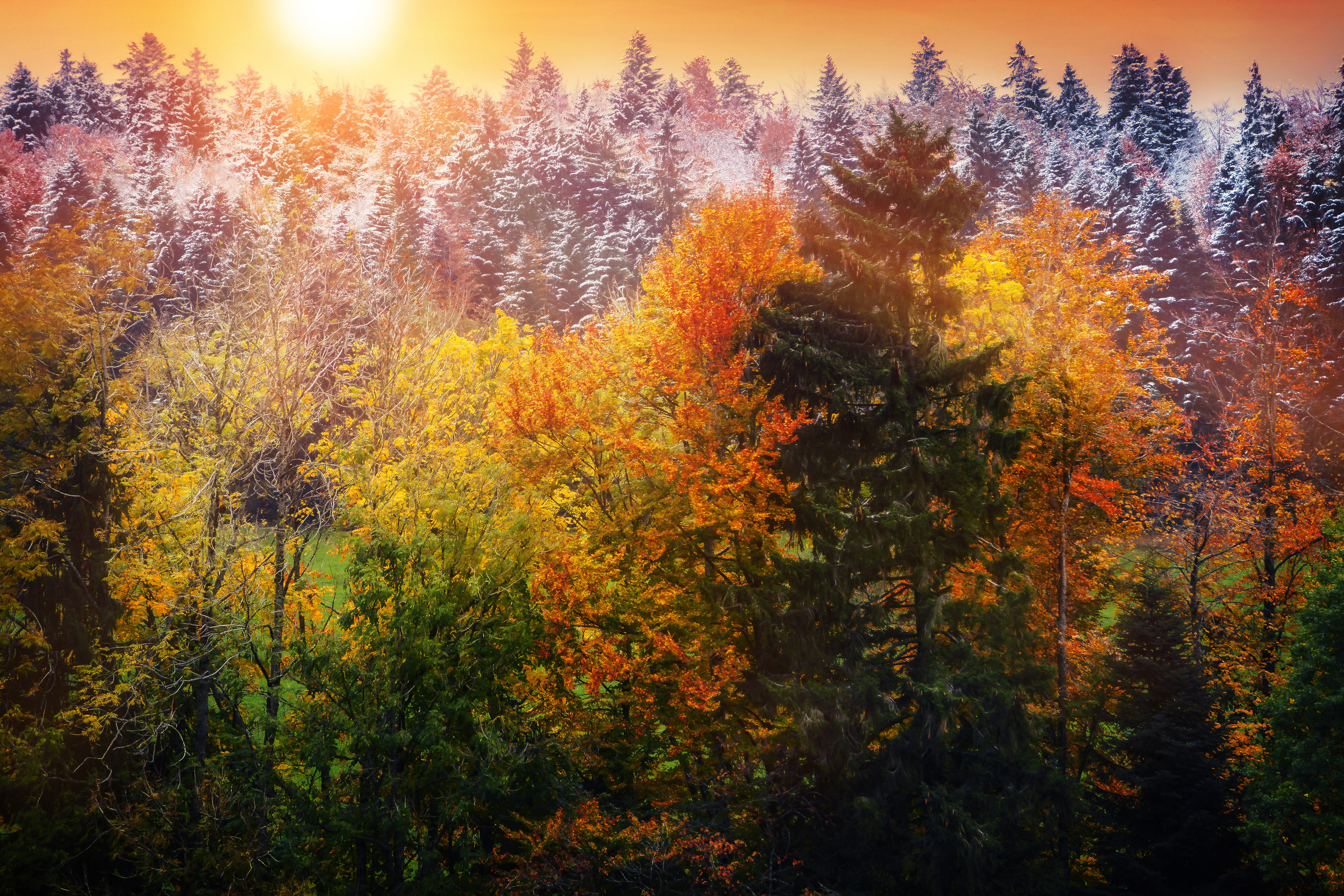 Скачать картинку Осень, Снег, Лес, Дерево, Земля/природа в телефон бесплатно.