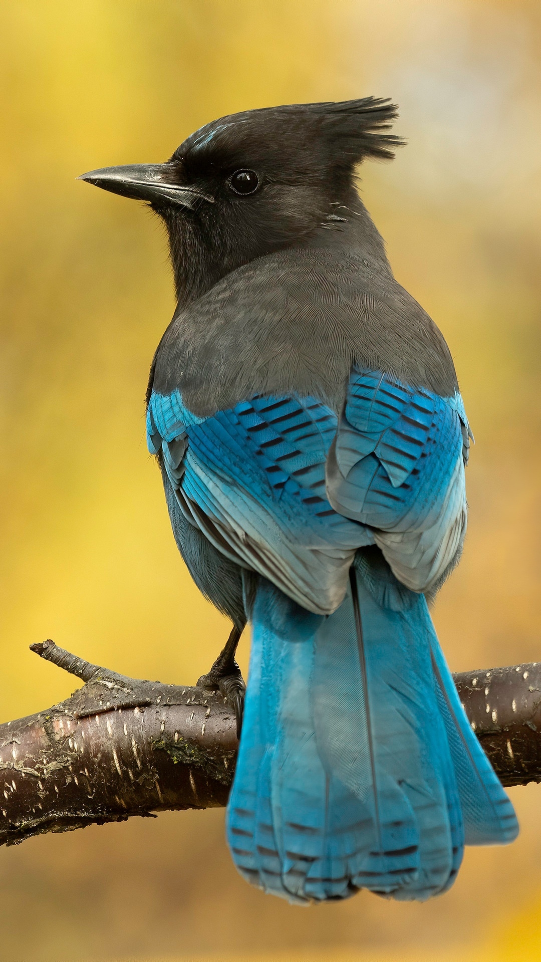 Téléchargez des papiers peints mobile Animaux, Oiseau, Des Oiseaux, Geai Bleu gratuitement.