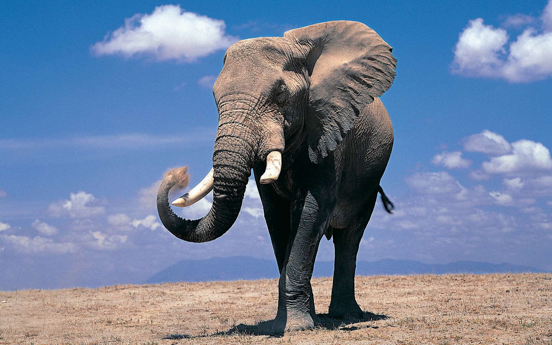 african bush elephant, animal, elephants Full HD