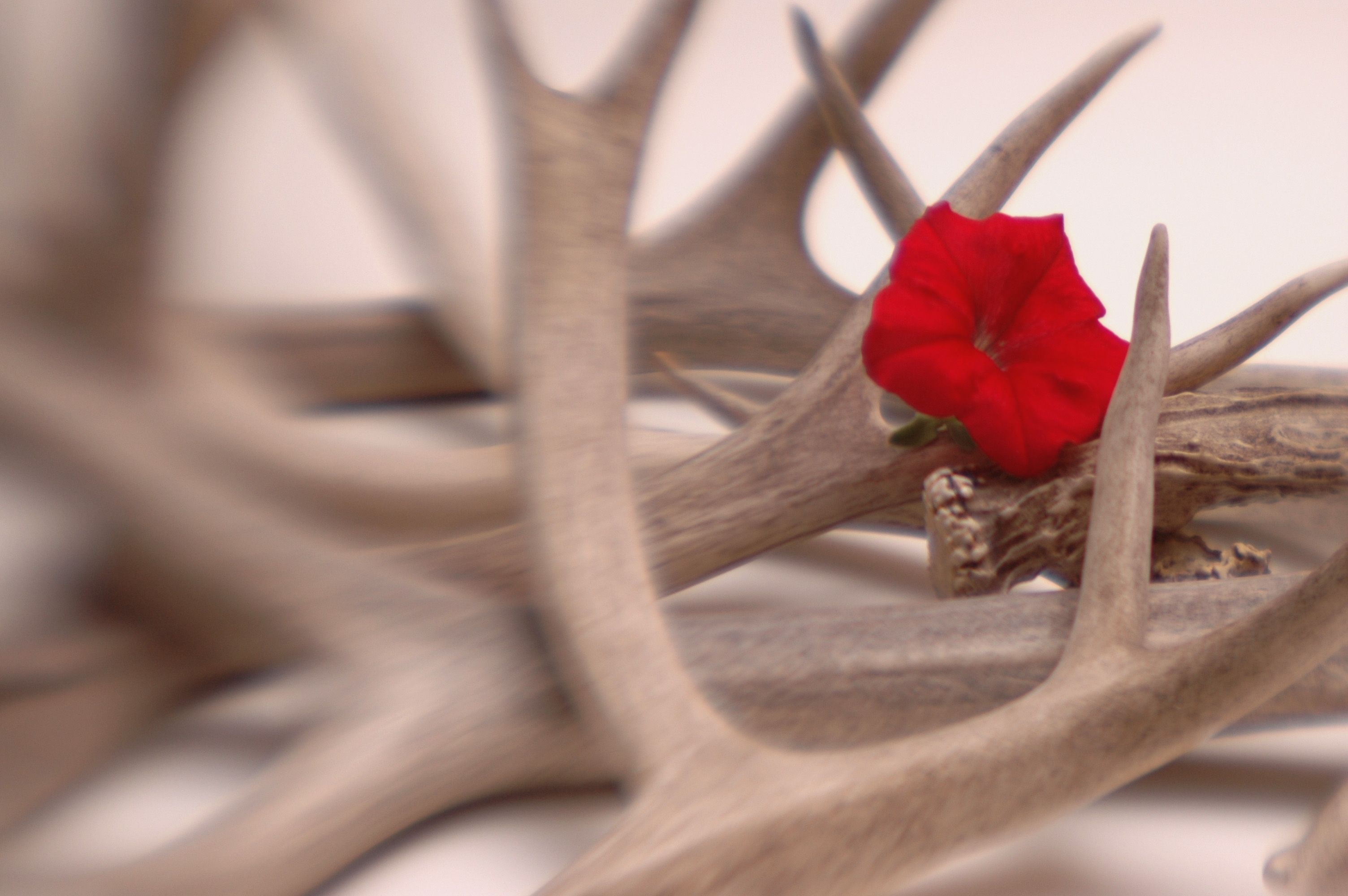 Download mobile wallpaper Flower, Photography, Antler for free.