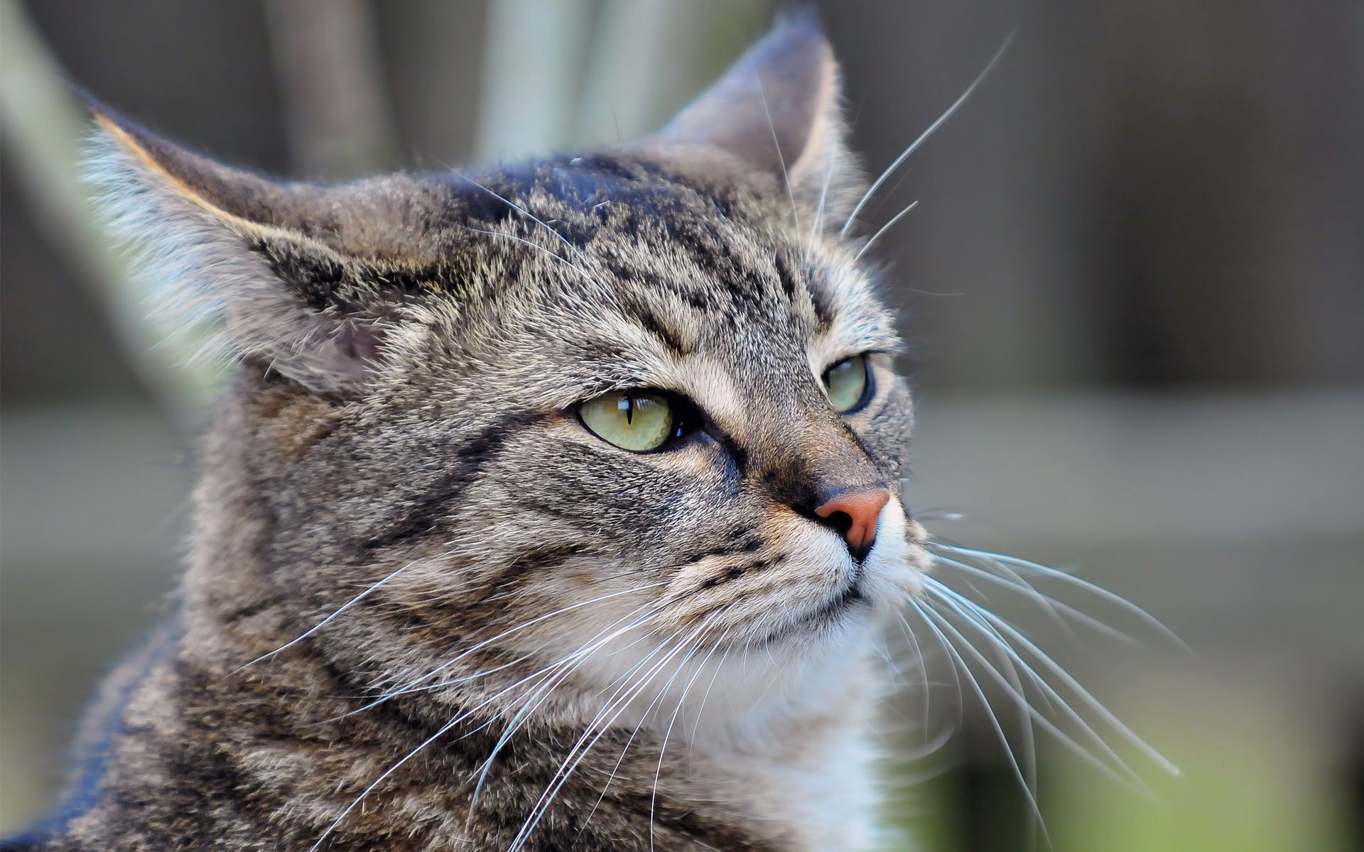 Descarga gratuita de fondo de pantalla para móvil de Animales, Gatos, Gato.