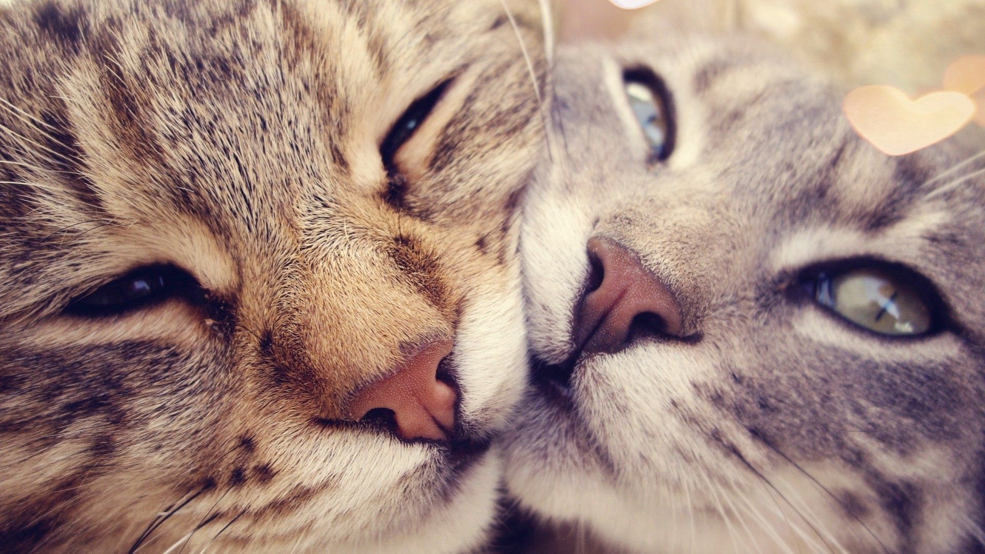 Download mobile wallpaper Muzzle, Animals, Glare, Pair, Couple, Cats for free.