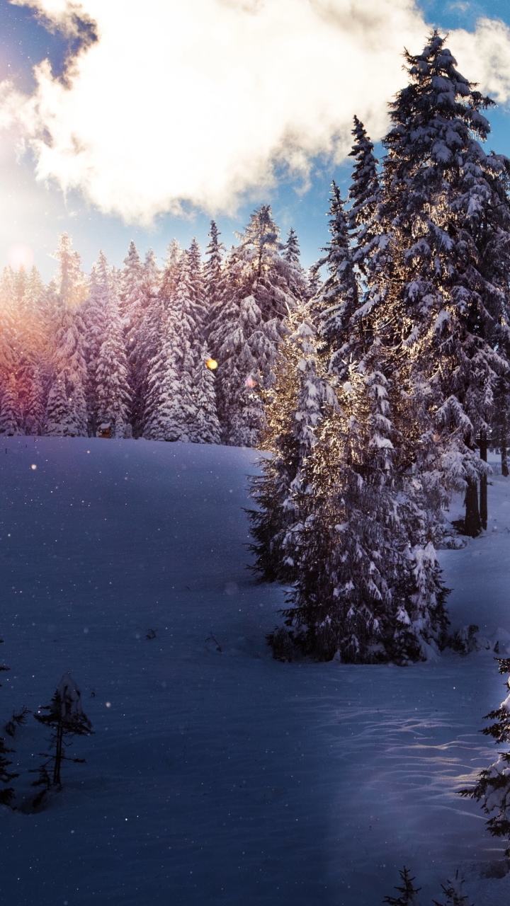 Download mobile wallpaper Winter, Snow, Forest, Earth, Sunbeam, Sunbean for free.