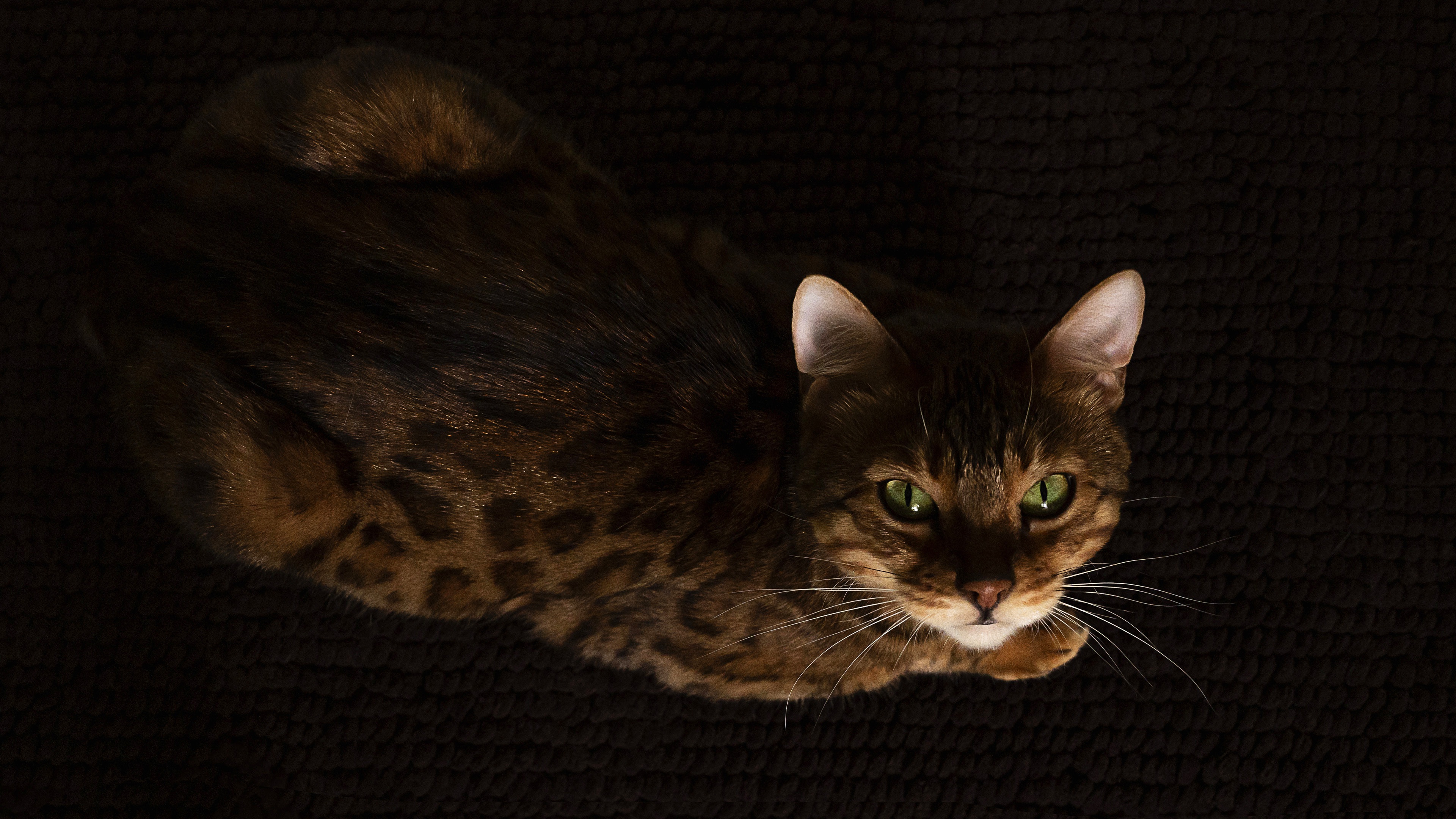 488212 Bildschirmschoner und Hintergrundbilder Bengal Katze auf Ihrem Telefon. Laden Sie  Bilder kostenlos herunter