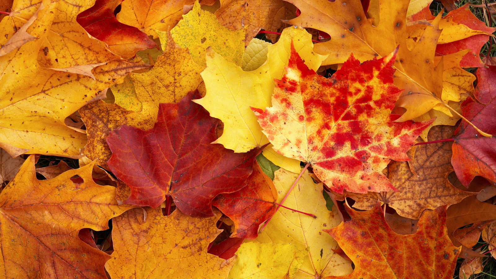 Скачать обои бесплатно Листья, Растения, Осень картинка на рабочий стол ПК