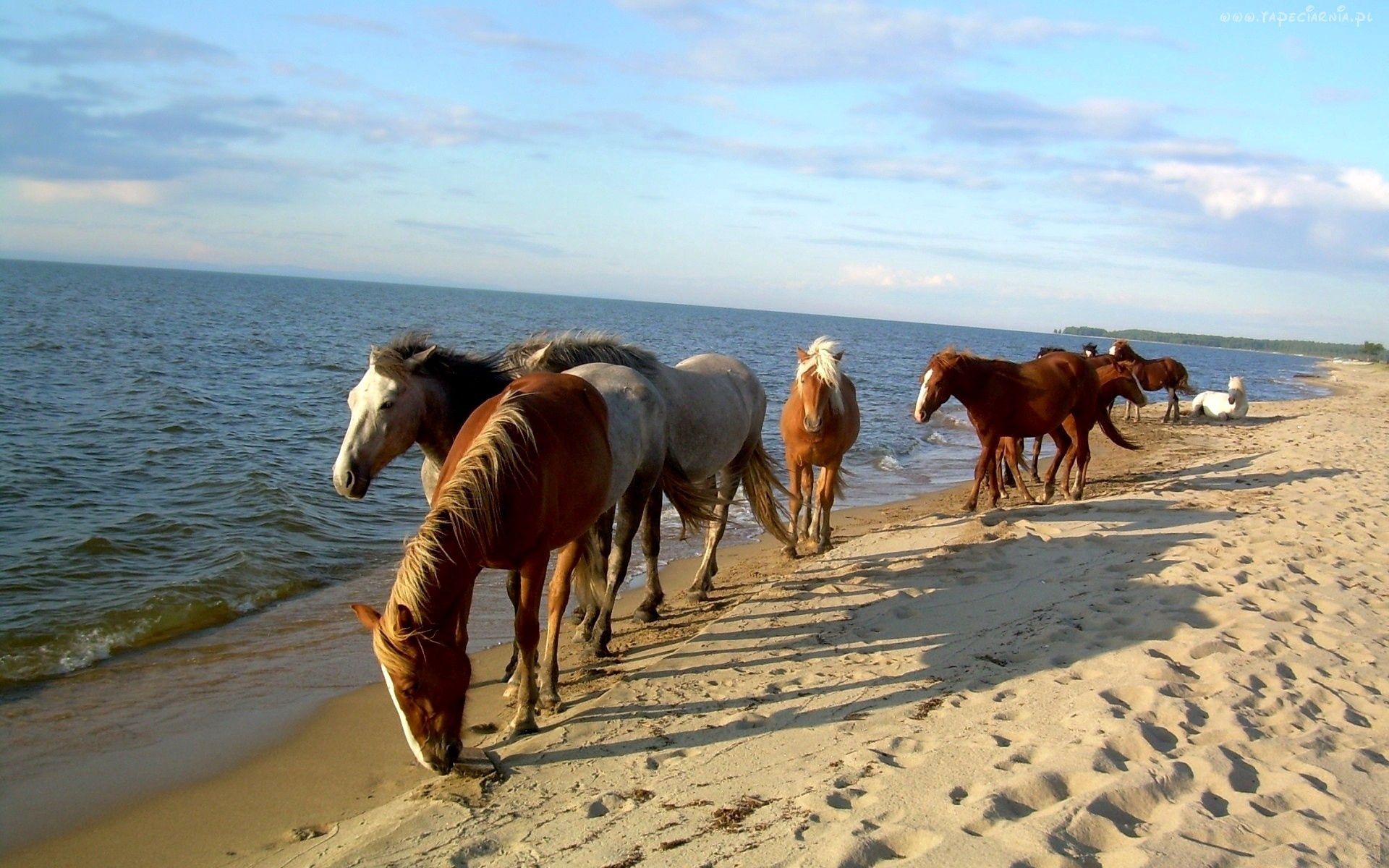 115272 descargar imagen animales, caballos, mar, arena, orilla, banco, rebaño, manada: fondos de pantalla y protectores de pantalla gratis