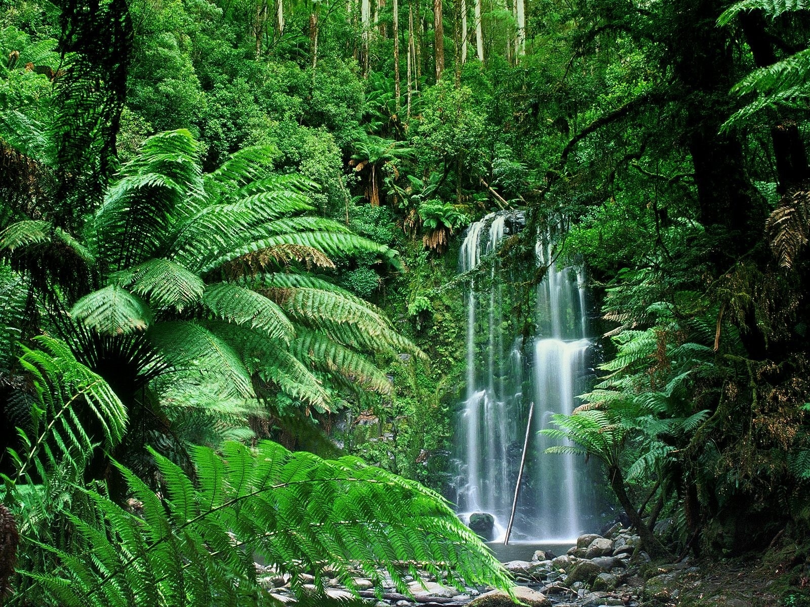earth, waterfall, australia, beauchamp falls, fern, forest, green, nature, stone, vegetation, victoria (australia), water, waterfalls