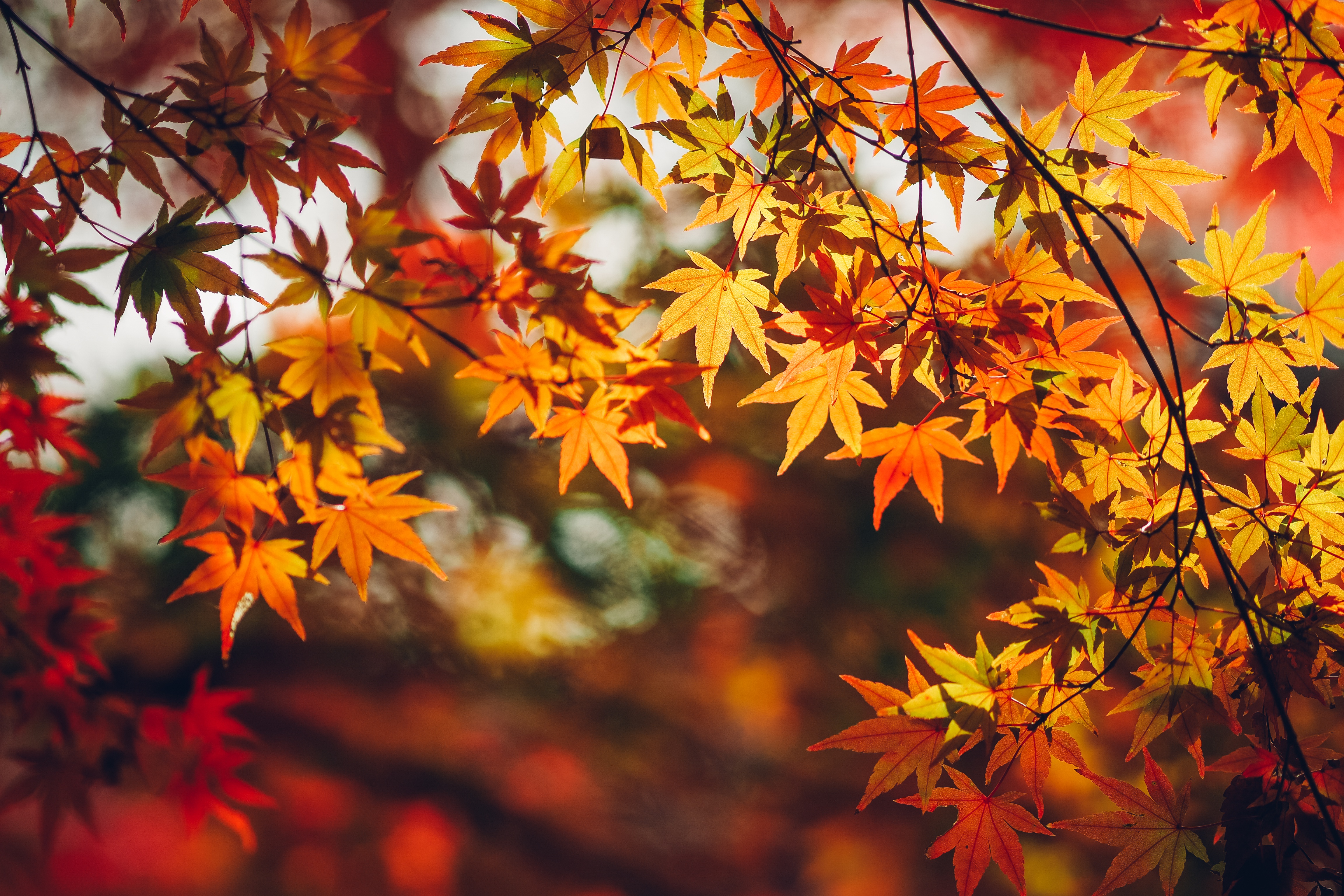 無料モバイル壁紙秋, 葉, 地球, 被写界深度をダウンロードします。