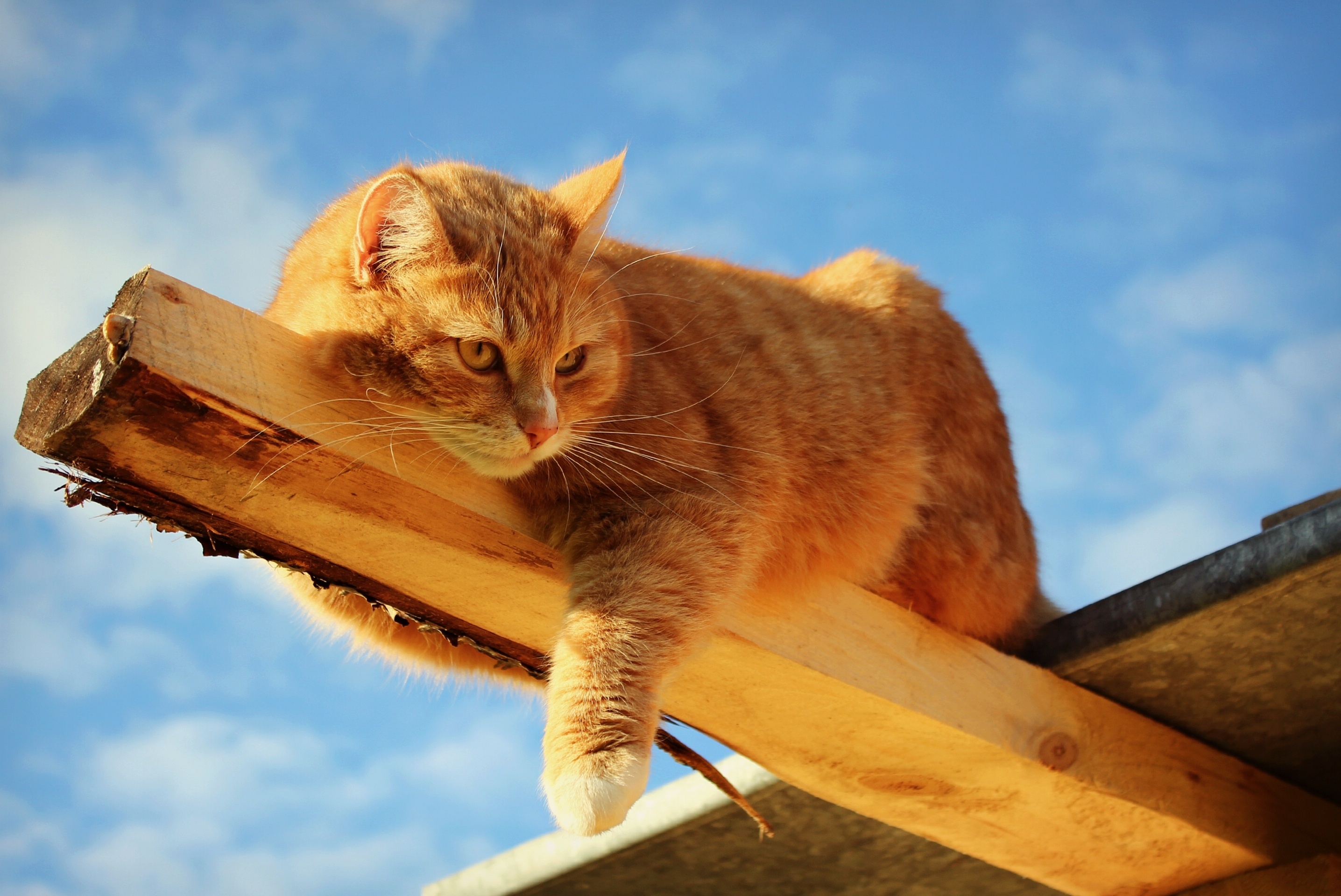 Laden Sie das Tiere, Katzen, Katze-Bild kostenlos auf Ihren PC-Desktop herunter