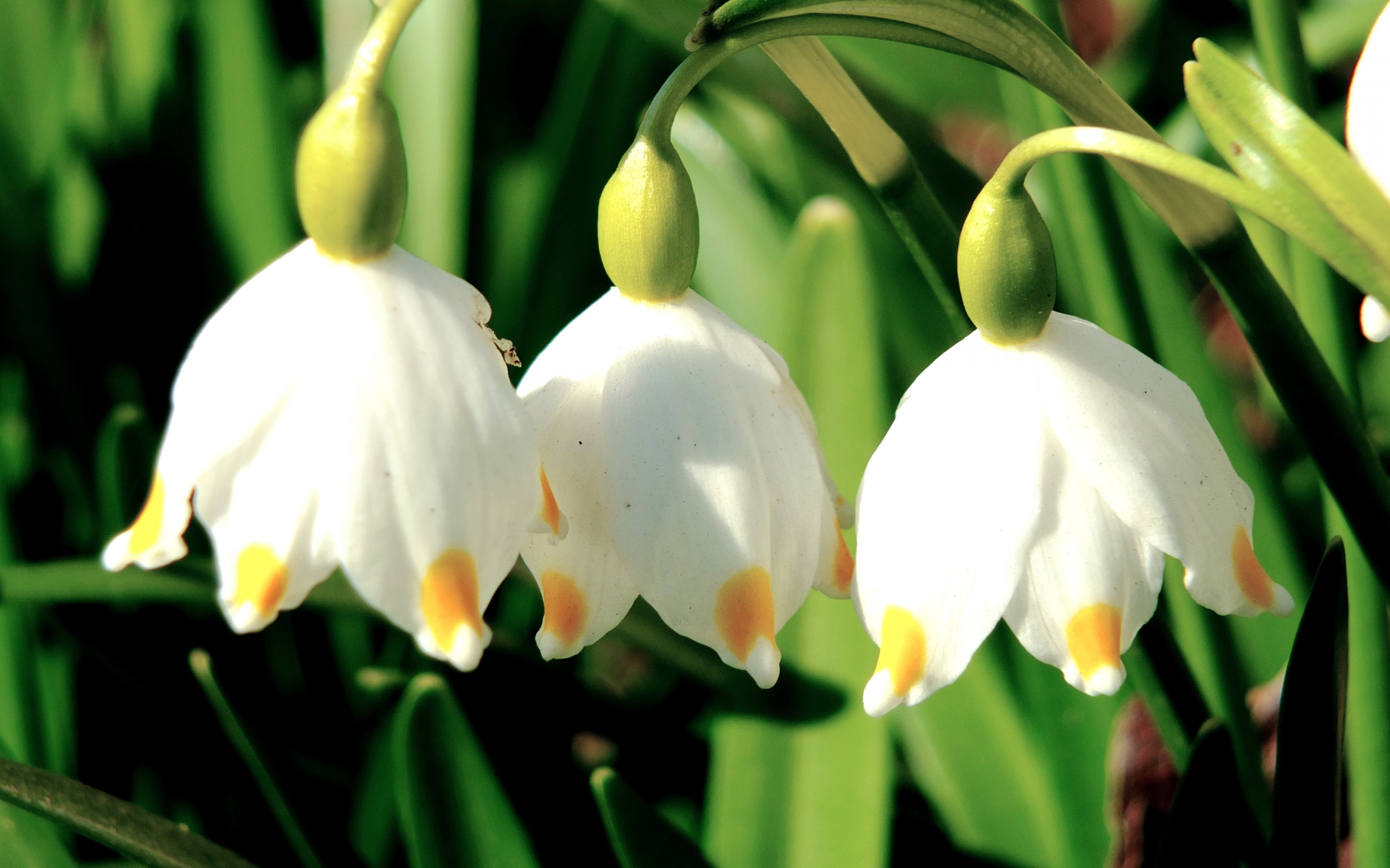 Cool Backgrounds  Flowers