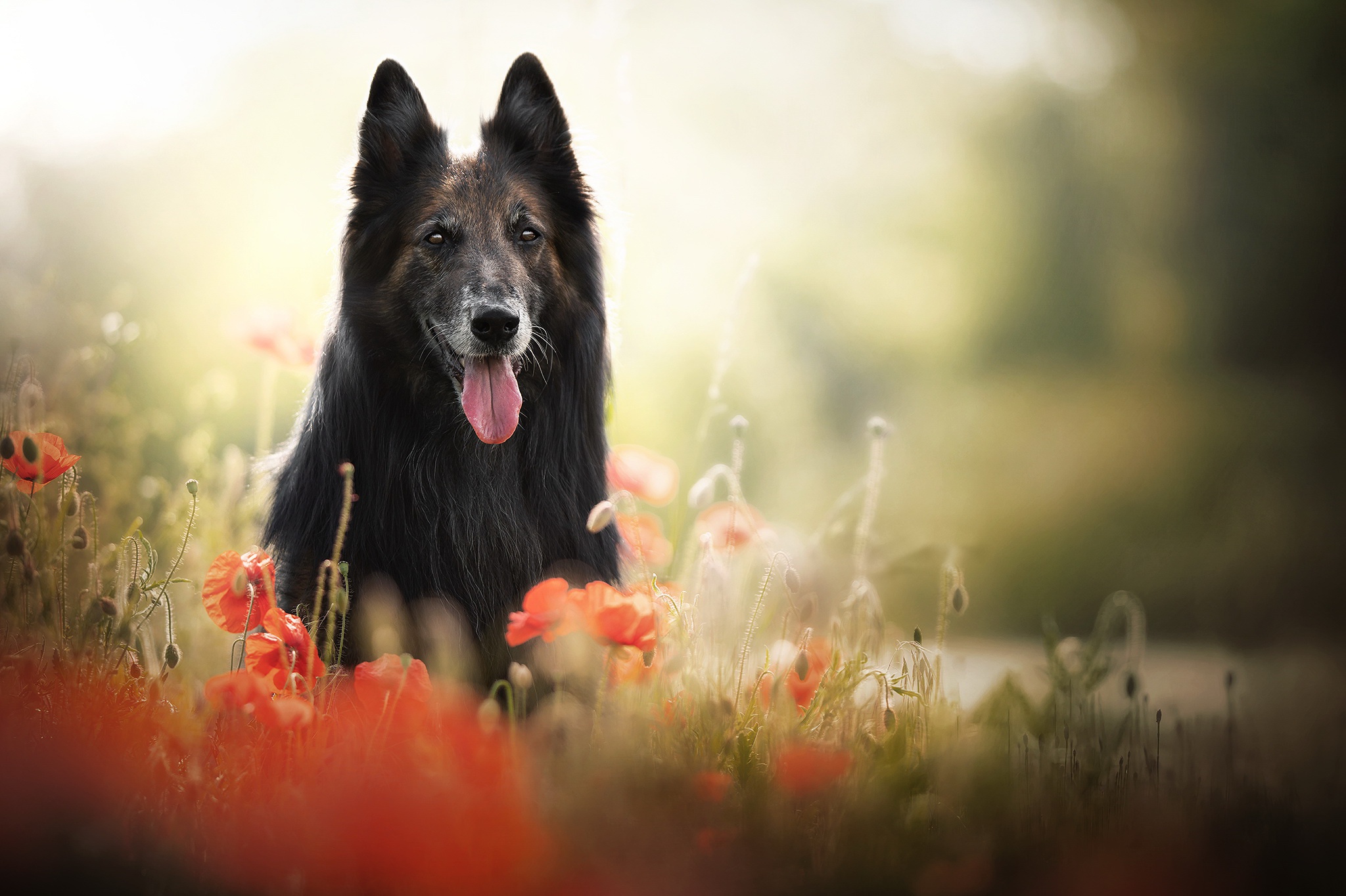 Handy-Wallpaper Tiere, Hunde, Mohn, Hund kostenlos herunterladen.