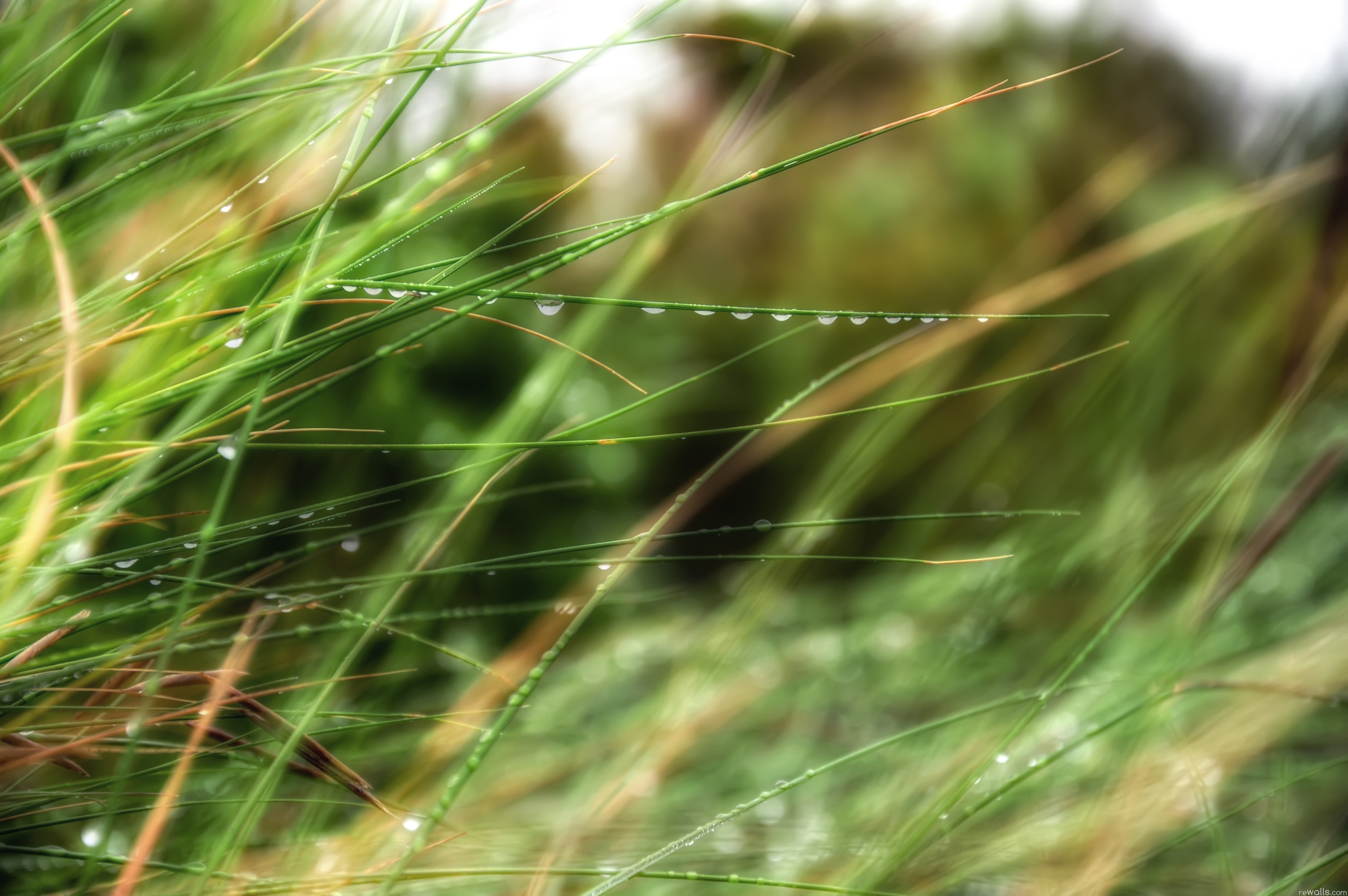 dew, grass, rain, summer, drops, macro HD wallpaper