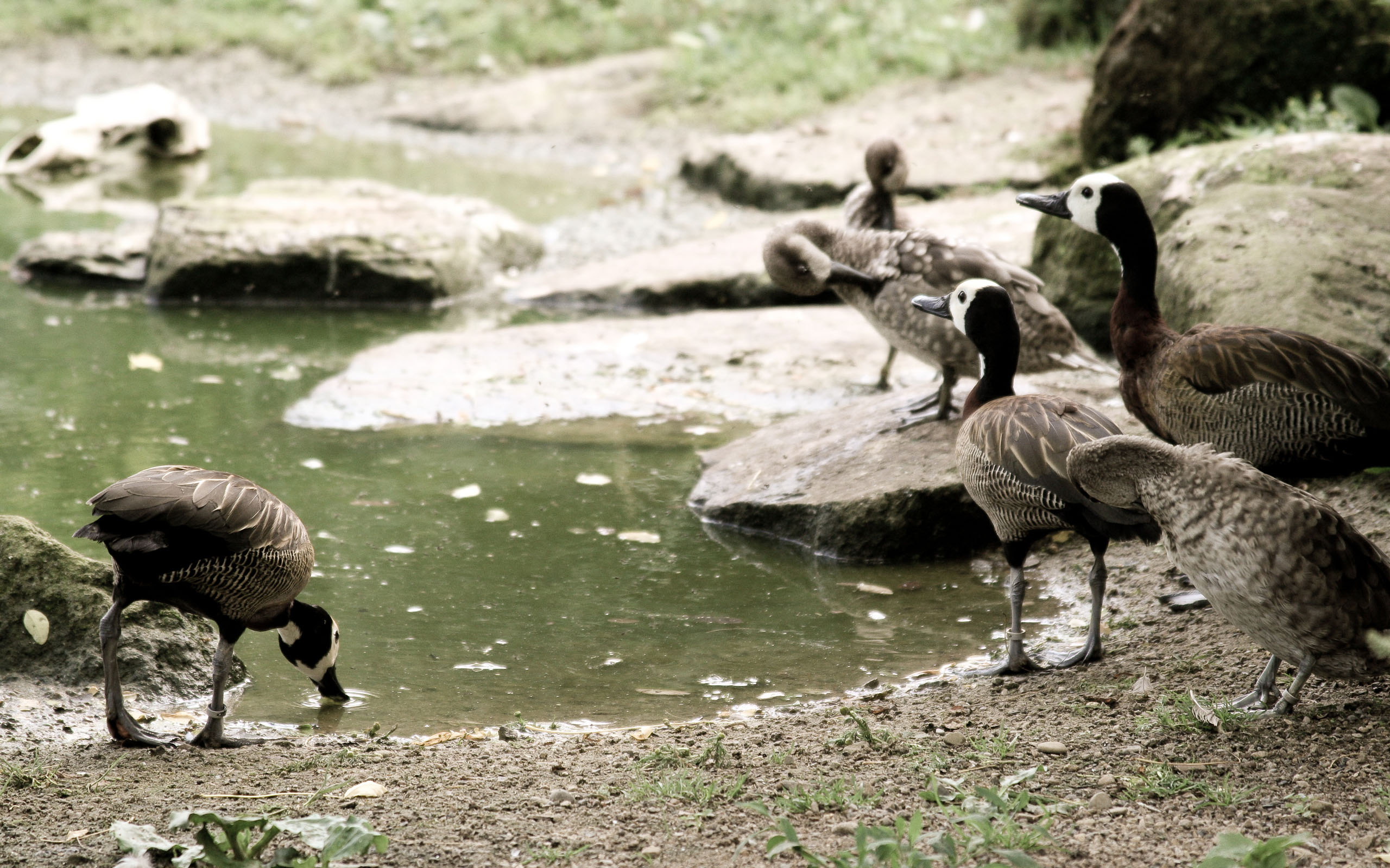 Free download wallpaper Birds, Bird, Animal on your PC desktop