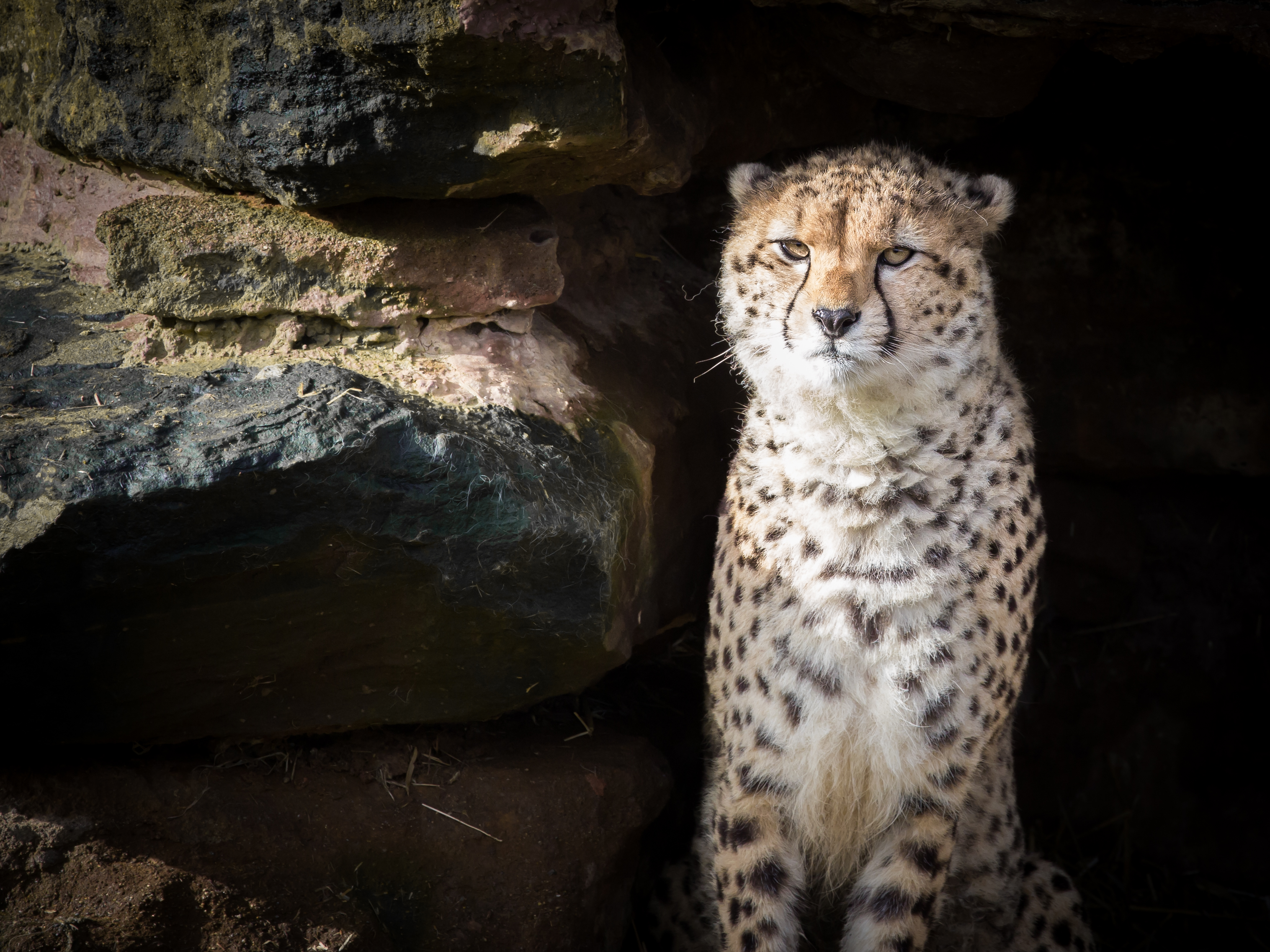 Download mobile wallpaper Animals, Predator, Animal, Big Cat, Wildlife, Cheetah for free.