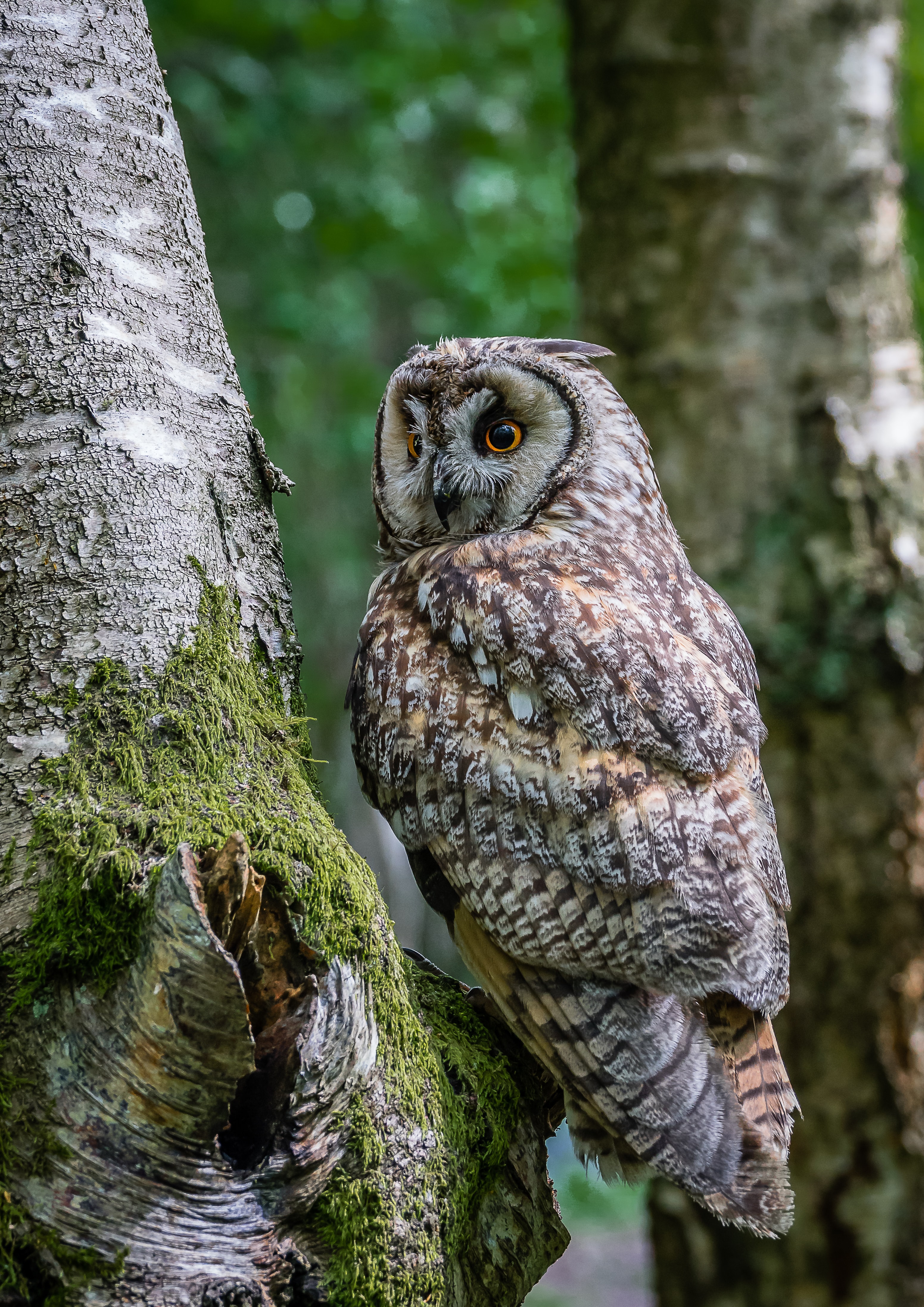 Free download wallpaper Animals, Trees, Bird, Moss, Owl on your PC desktop