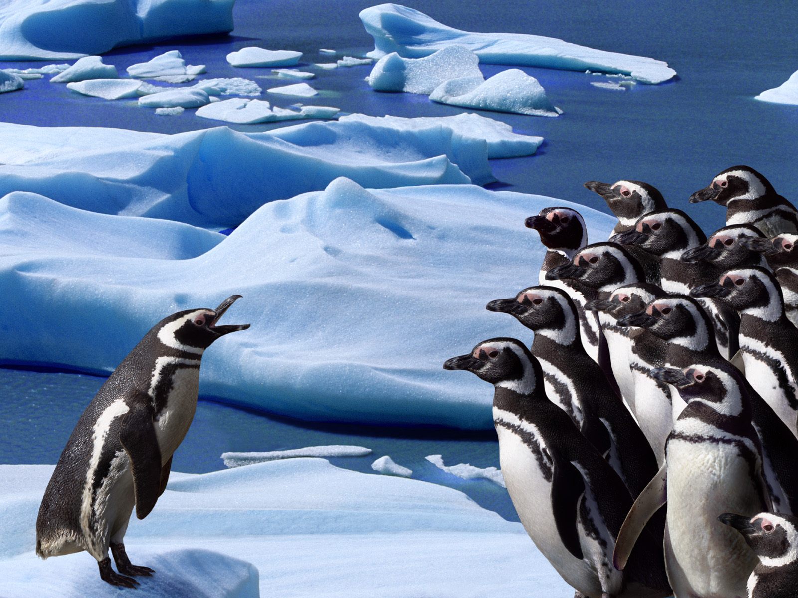 無料モバイル壁紙ペンギン, 面白い, ユーモア, 鳥, 動物をダウンロードします。