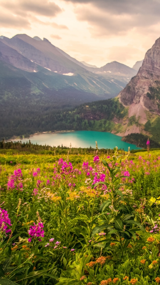 Скачать картинку Пейзаж, Природа, Гора, Озеро, Цветок, Земля/природа, Розовый Цветок в телефон бесплатно.
