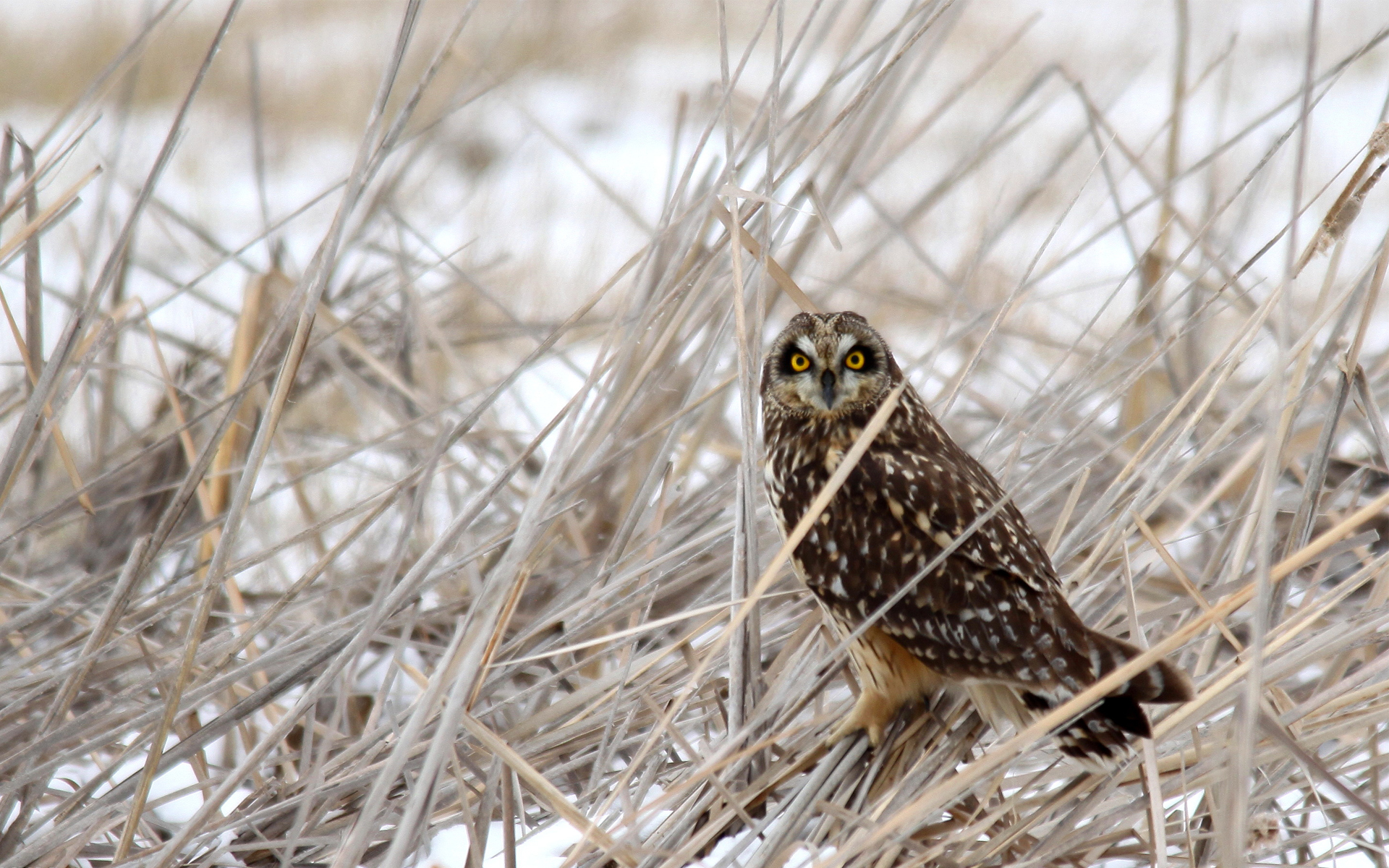 Download mobile wallpaper Owl, Birds, Animal for free.