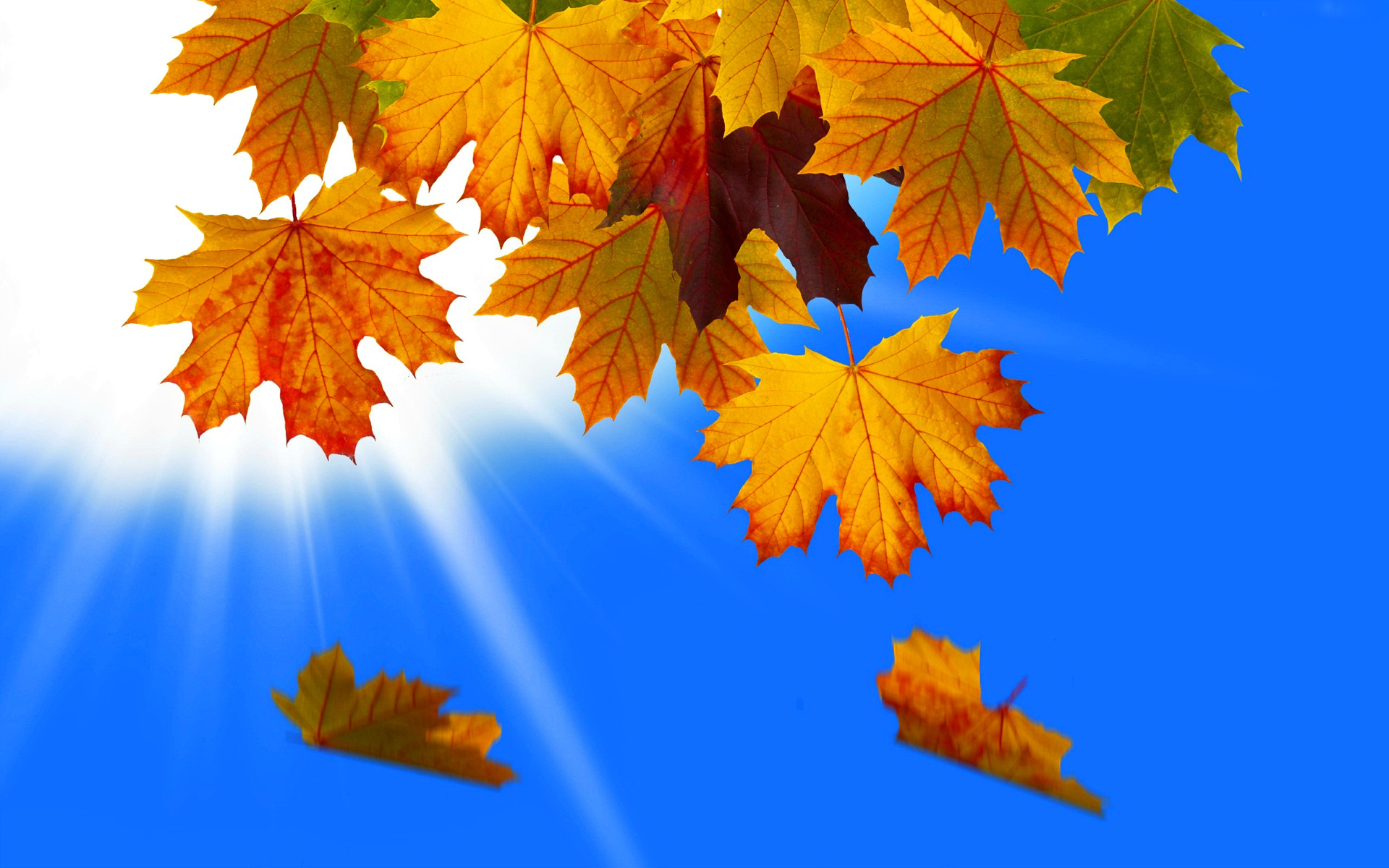 PCデスクトップに秋, 葉, 地球, 太陽, 空, サンビーム画像を無料でダウンロード
