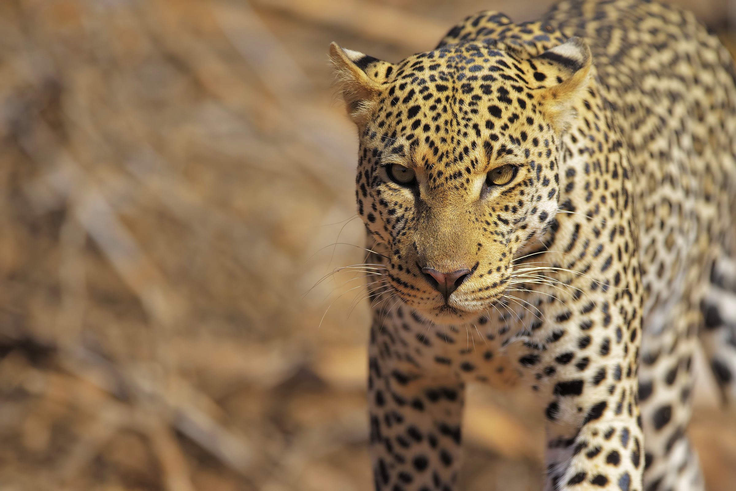 Baixar papel de parede para celular de Animais, Gatos, Leopardo gratuito.