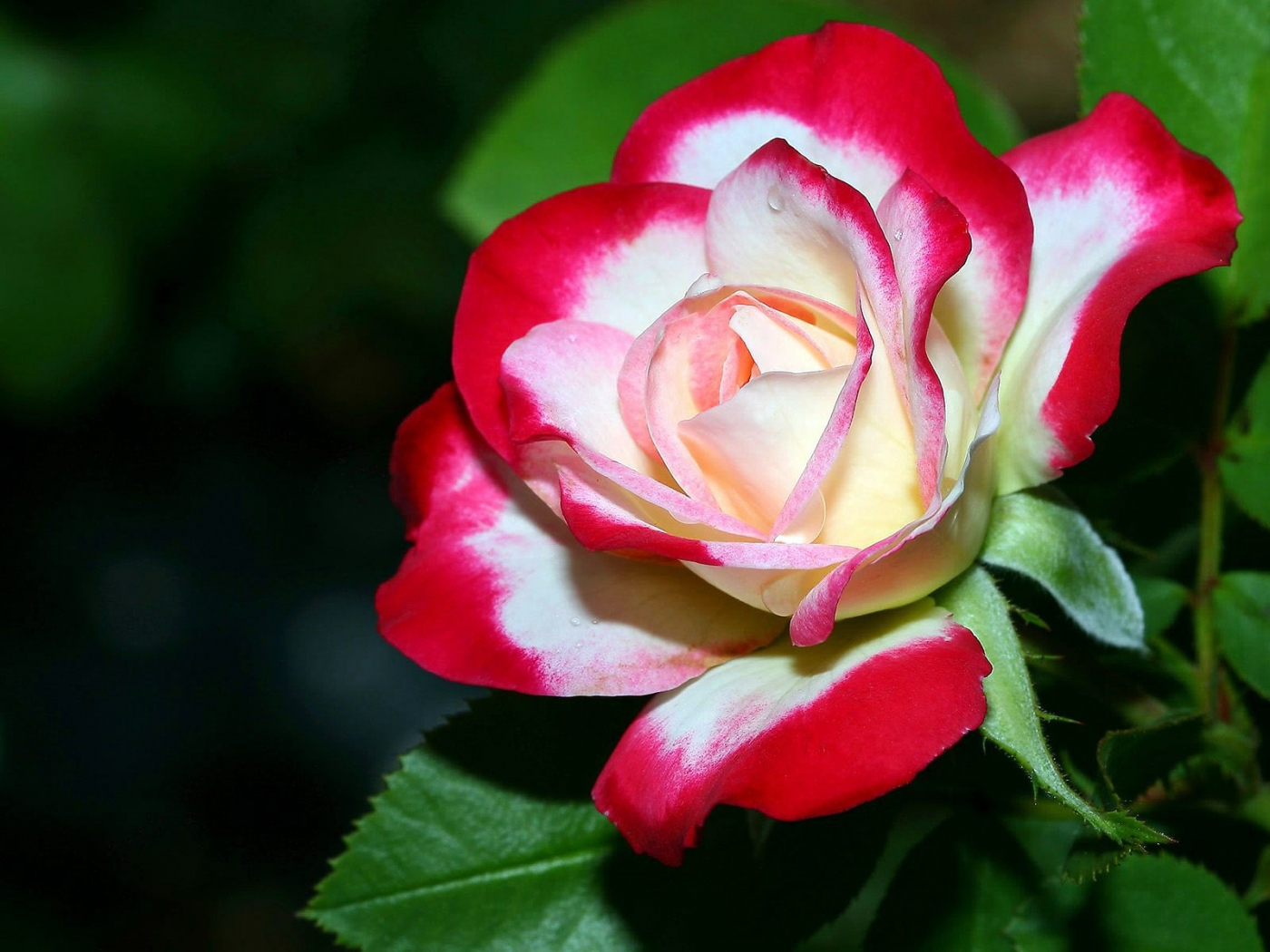 Скачать обои бесплатно Розы, Растения, Цветы картинка на рабочий стол ПК