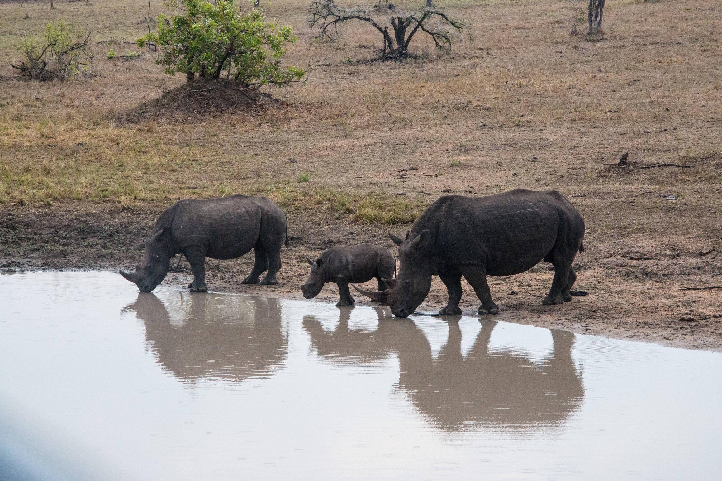 Download mobile wallpaper Rhinoceros, Rhino, Animal for free.