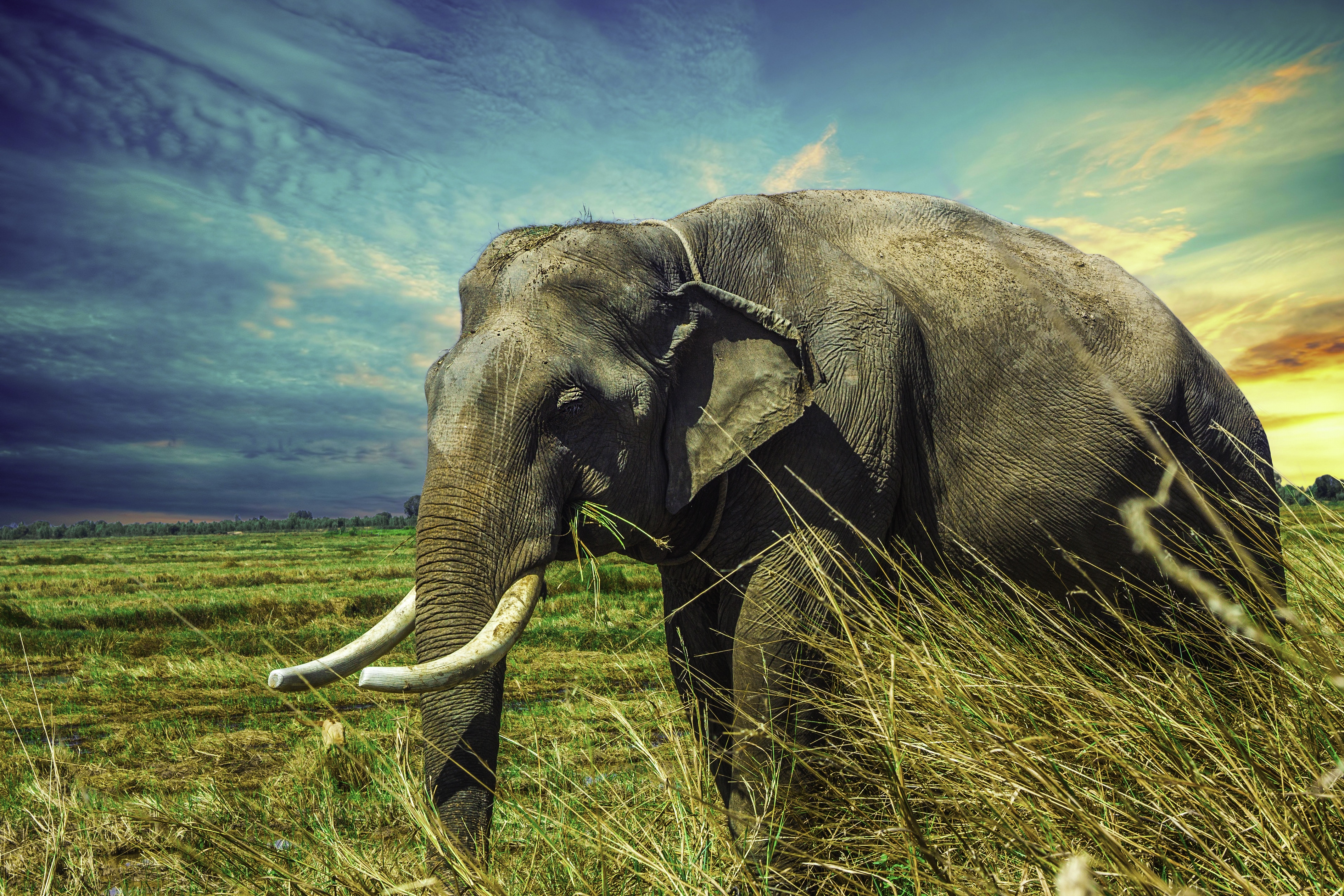 Download mobile wallpaper Grass, Stroll, Animals, Elephant for free.