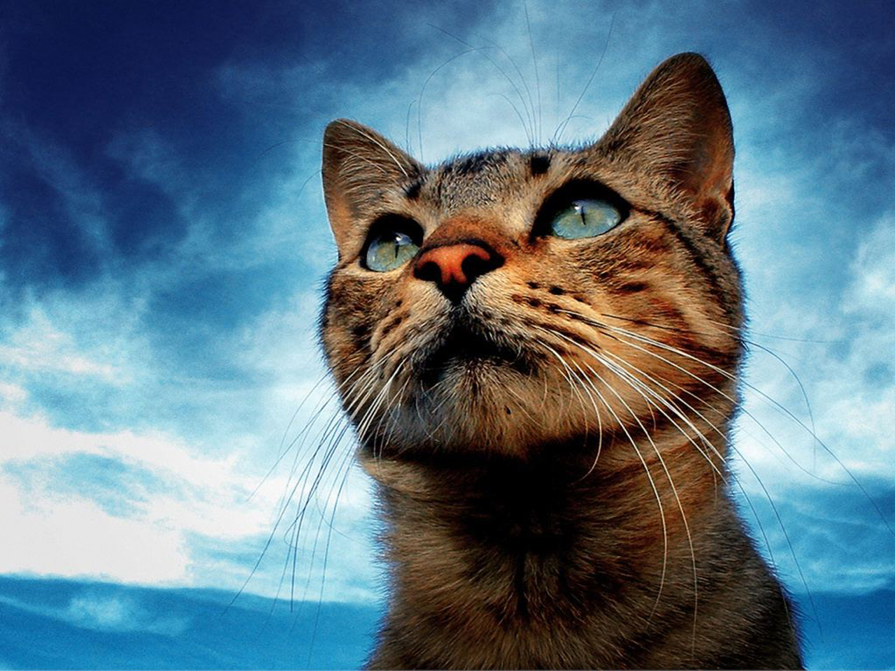 Free download wallpaper Cat, Animal on your PC desktop