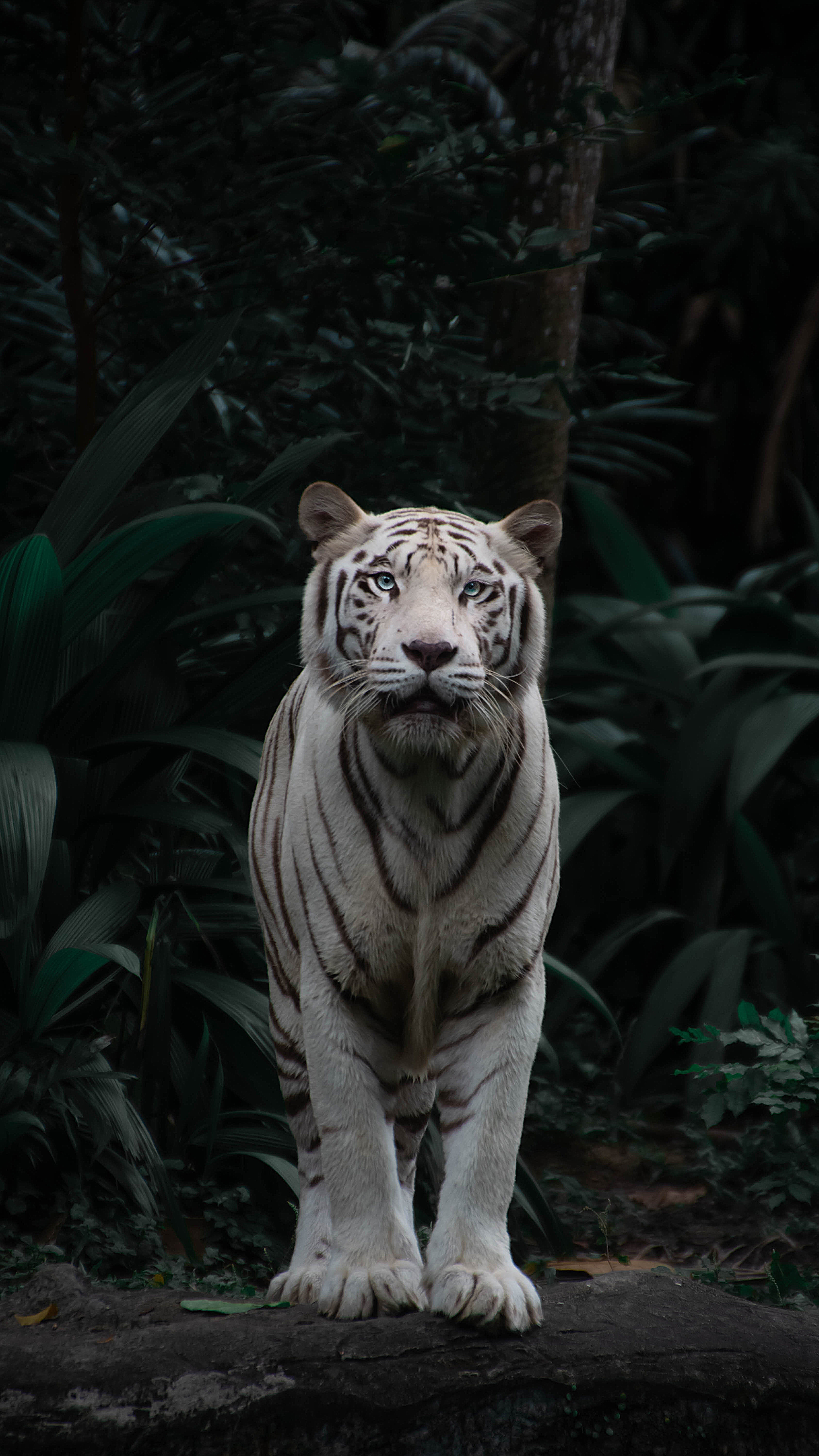 154547 télécharger le fond d'écran tigre du bengale, prédateur, fauve, gros chat, opinion, animaux, buissons, vue, tigre - économiseurs d'écran et images gratuitement