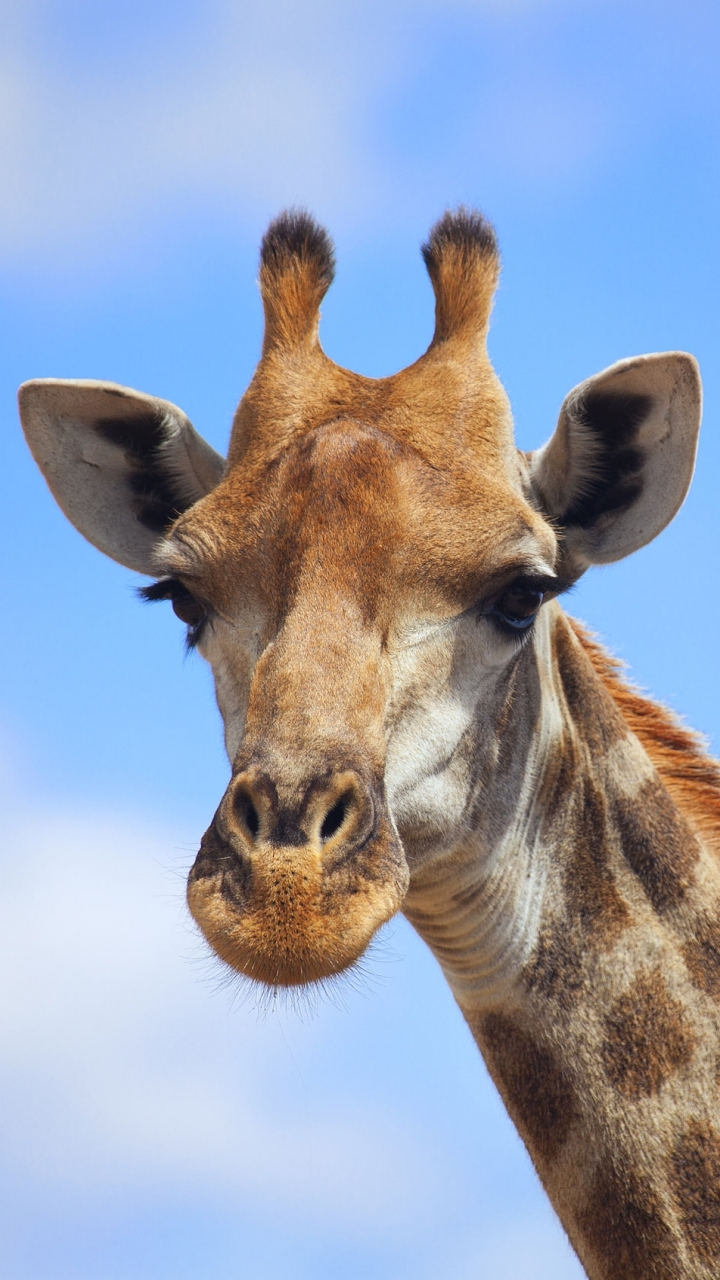 Handy-Wallpaper Tiere, Giraffe kostenlos herunterladen.