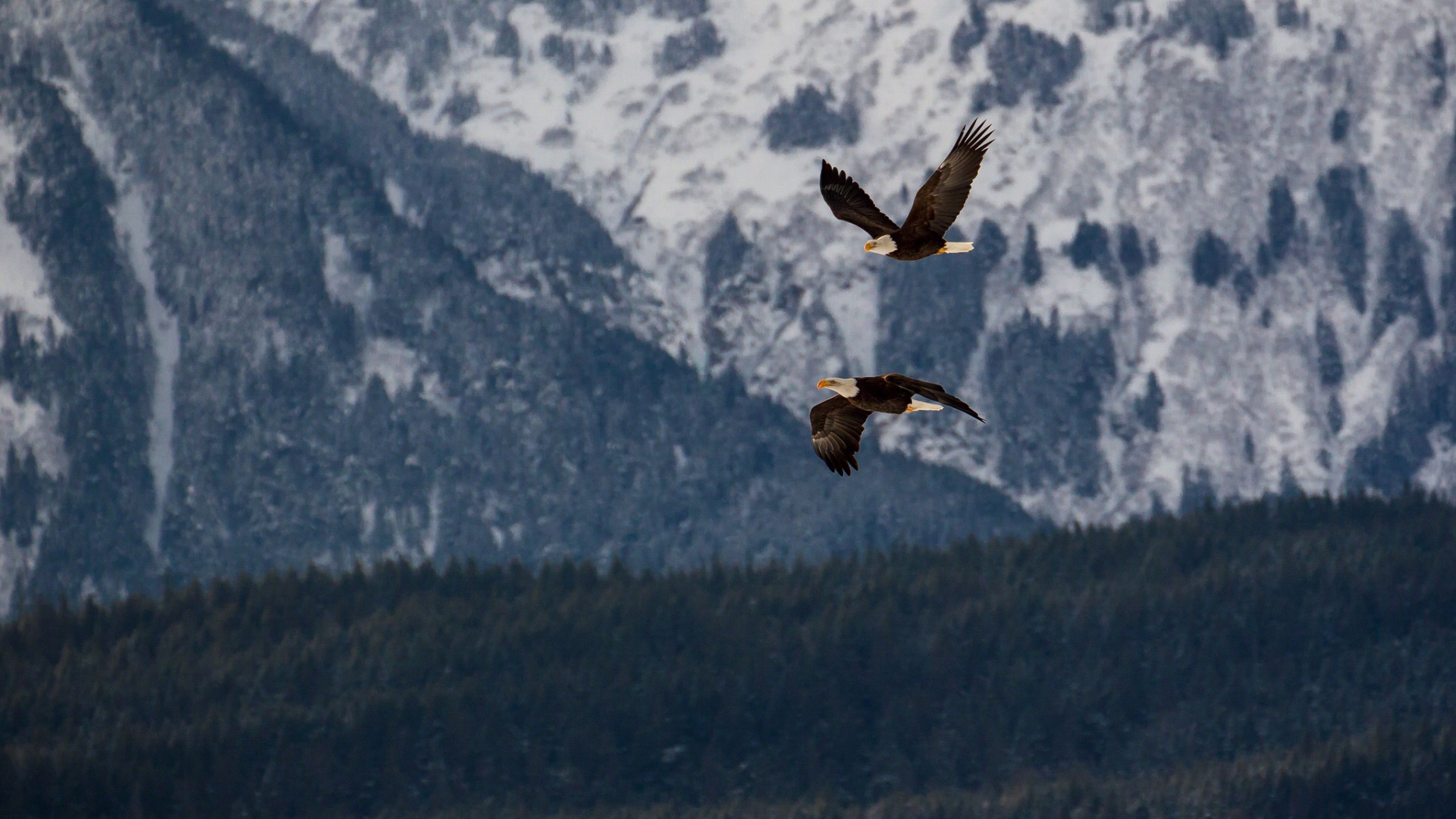 Laden Sie das Tiere, Vögel, Weißkopfseeadler-Bild kostenlos auf Ihren PC-Desktop herunter