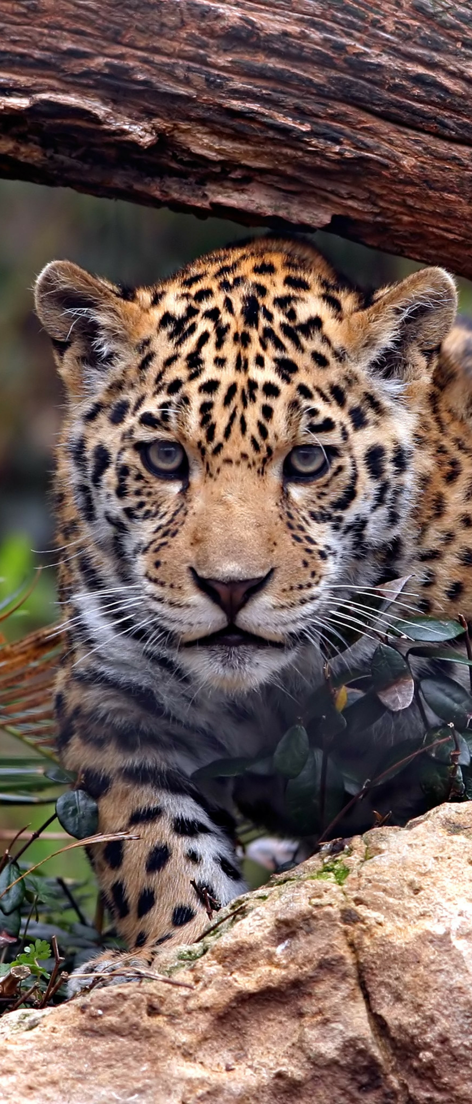 Handy-Wallpaper Tiere, Katzen, Jaguar, Leopard kostenlos herunterladen.