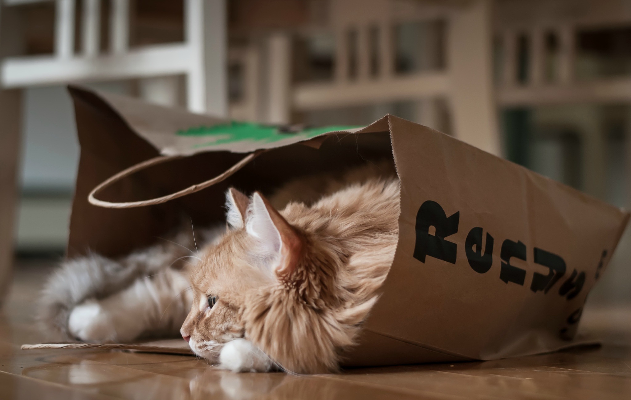 Baixe gratuitamente a imagem Animais, Gatos, Gato na área de trabalho do seu PC