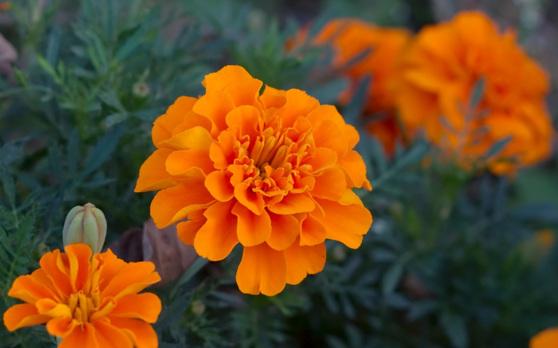 308826 скачать обои оранжевый цветок, земля/природа, бархатцы, цветок, флауэрсы - заставки и картинки бесплатно