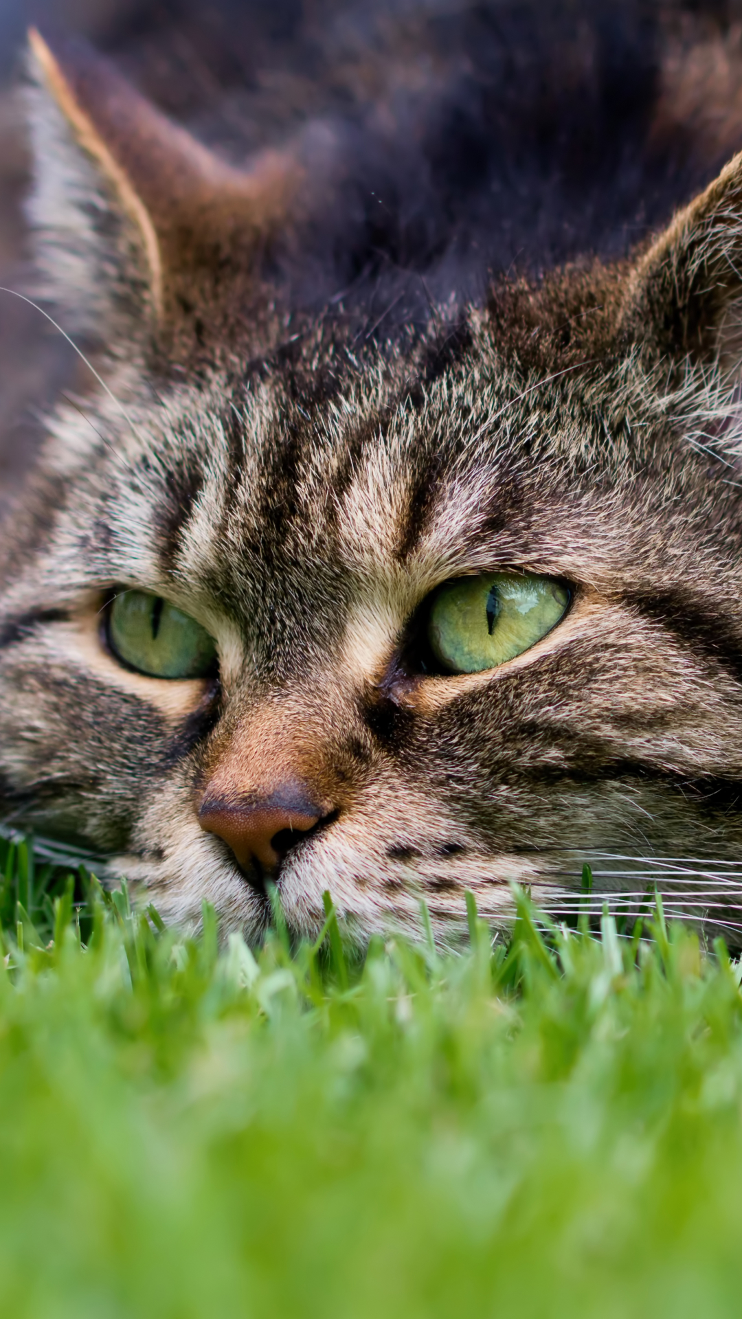 Baixar papel de parede para celular de Animais, Gatos, Grama, Gato, Focinho, Olhar Fixamente gratuito.