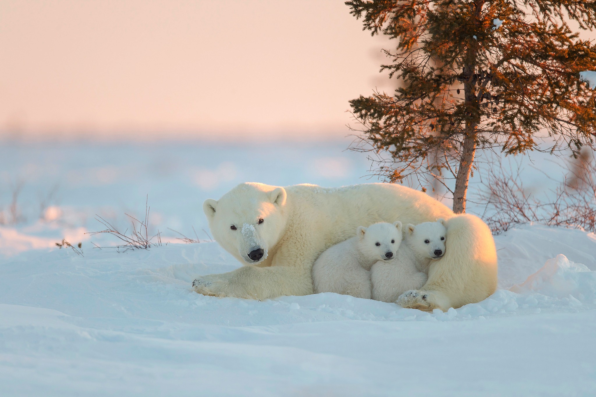 bears, evening, polar bear, animal, bear, snow