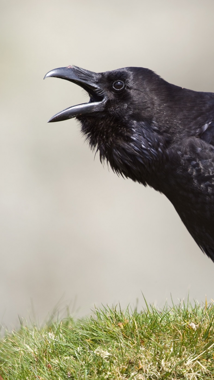 Descarga gratuita de fondo de pantalla para móvil de Animales, Pájaro, Cuervo, Aves, Ave.