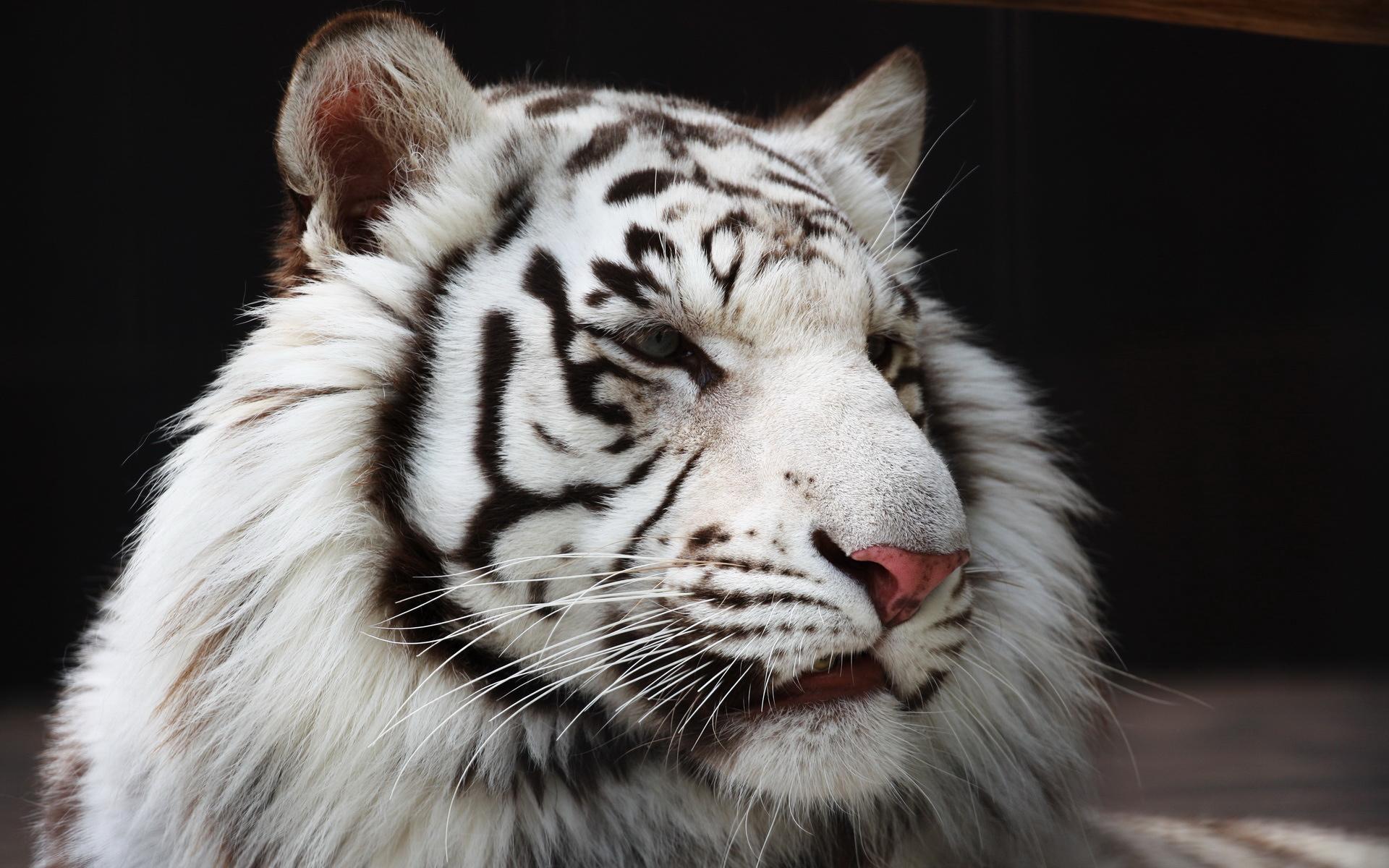Handy-Wallpaper Tiere, Weißer Tiger kostenlos herunterladen.
