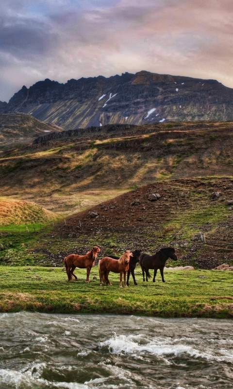 Descarga gratuita de fondo de pantalla para móvil de Animales, Caballo.