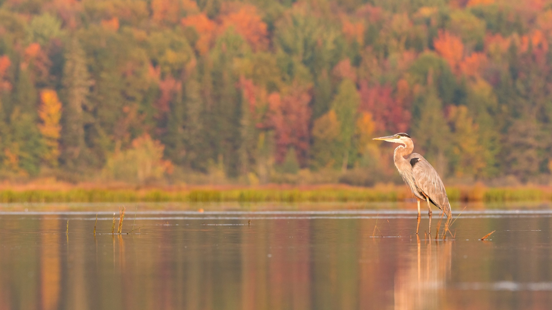 Download mobile wallpaper Birds, Heron, Lake, Bird, Fall, Animal, Depth Of Field for free.