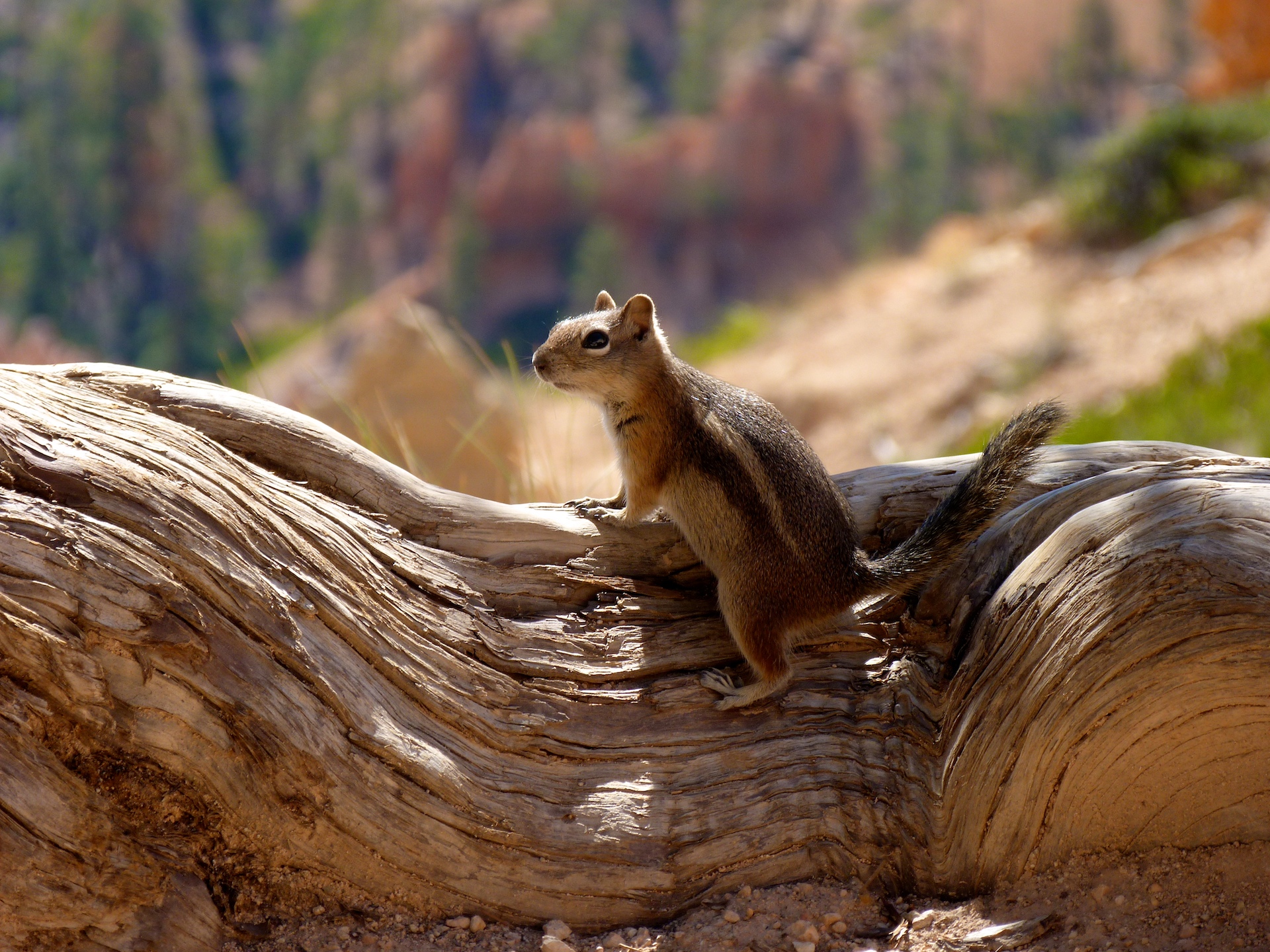 Handy-Wallpaper Eichhörnchen, Tiere kostenlos herunterladen.