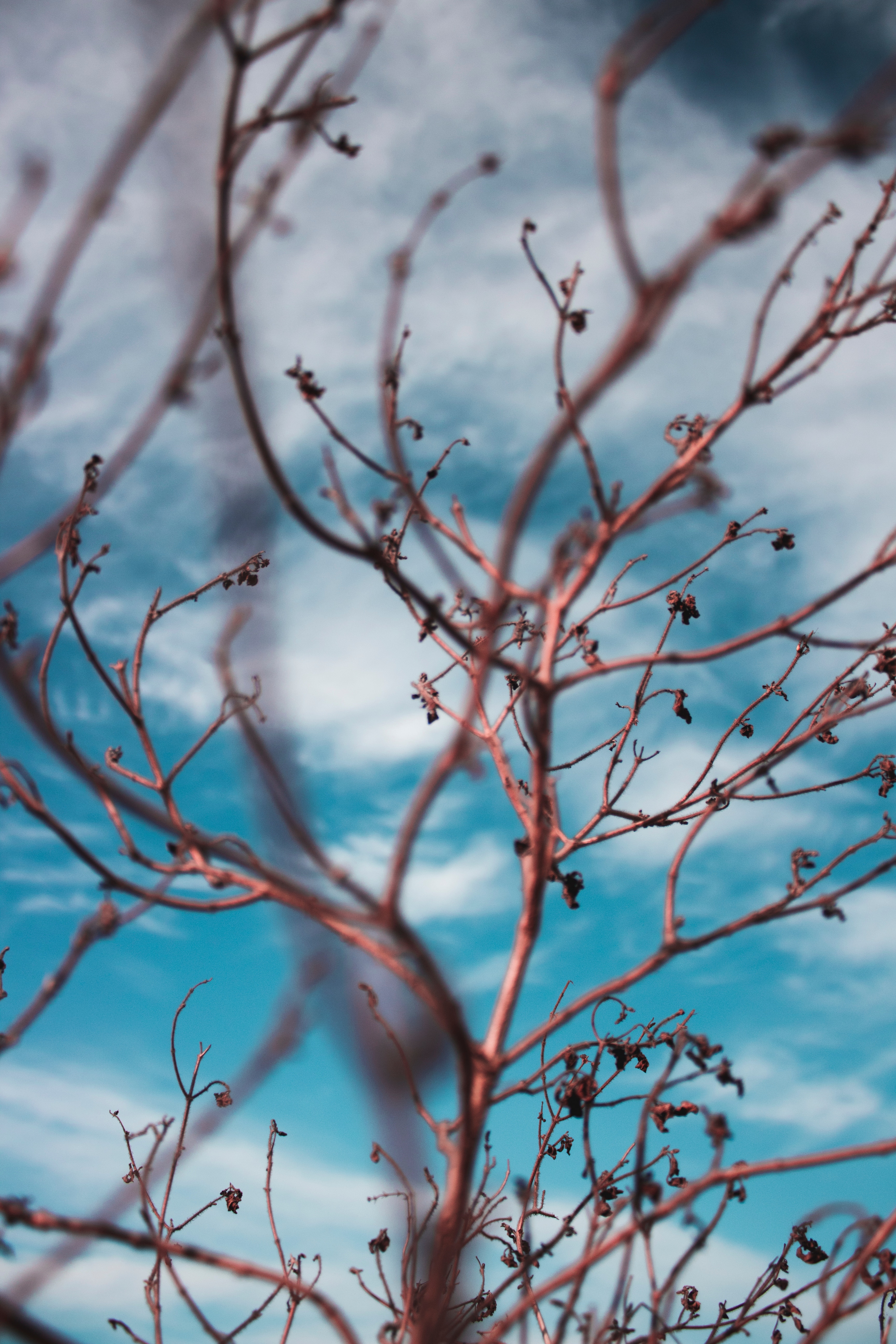 Download mobile wallpaper Smooth, Branches, Sky, Clouds, Nature, Blur for free.