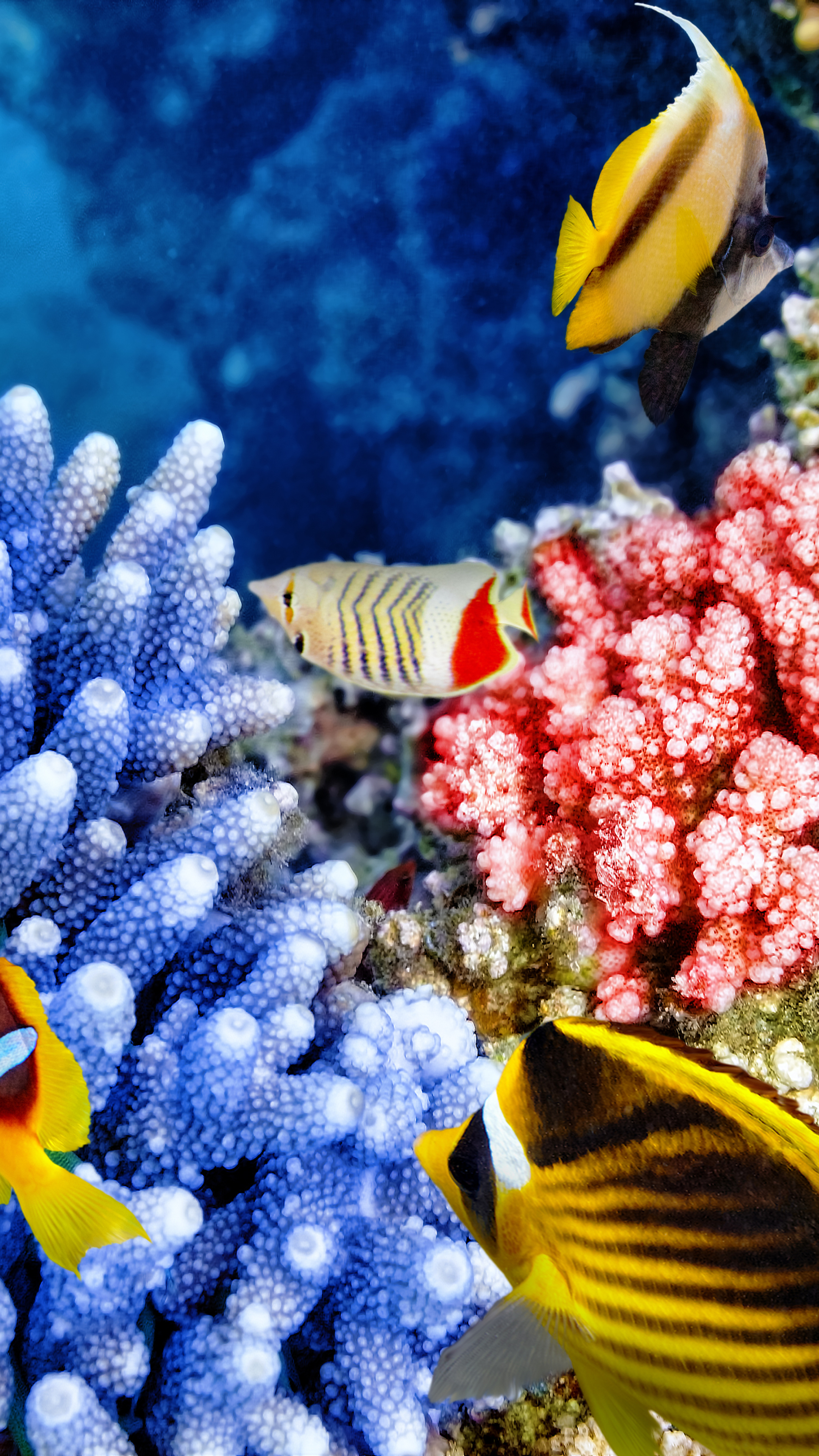 Handy-Wallpaper Tiere, Fische, Koralle, Ozean, Fisch, Unterwasser, Seeleben, Leben Im Meer kostenlos herunterladen.