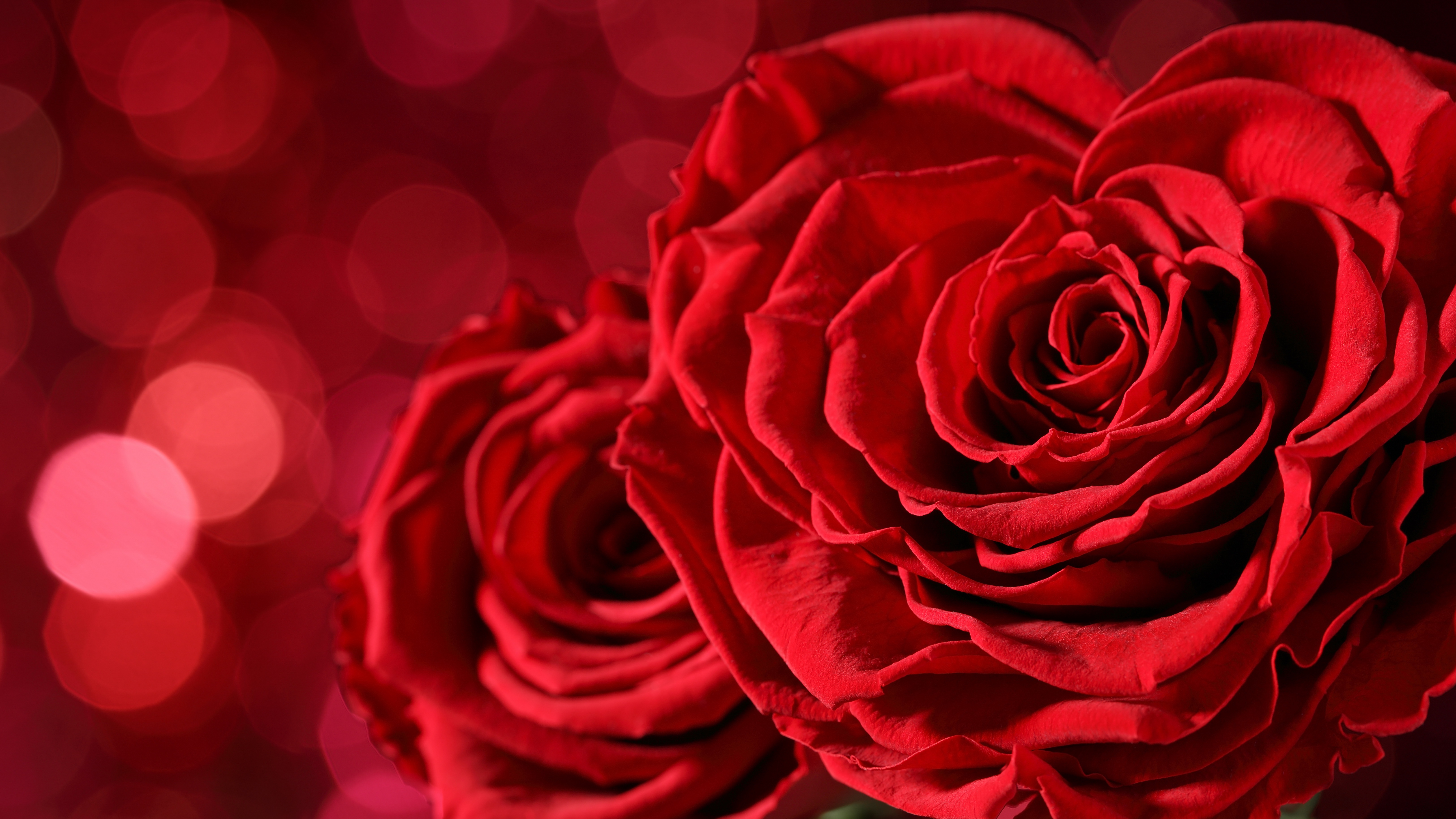 Baixe gratuitamente a imagem Flores, Rosa, Flor, Macro, Bokeh, Rosa Vermelha, Flor Vermelha, Terra/natureza na área de trabalho do seu PC
