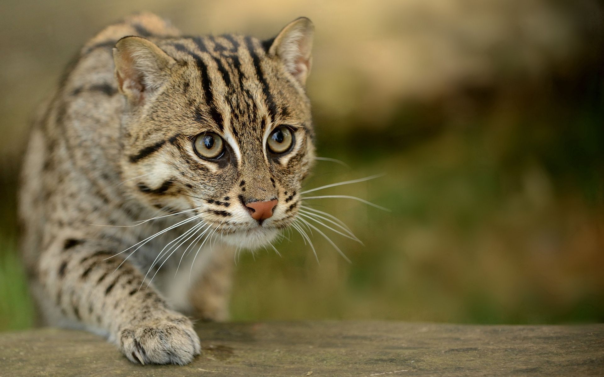 sight, animals, opinion, wild, fishing cat, fish cat, civet cat, viver cat, fish asian cat