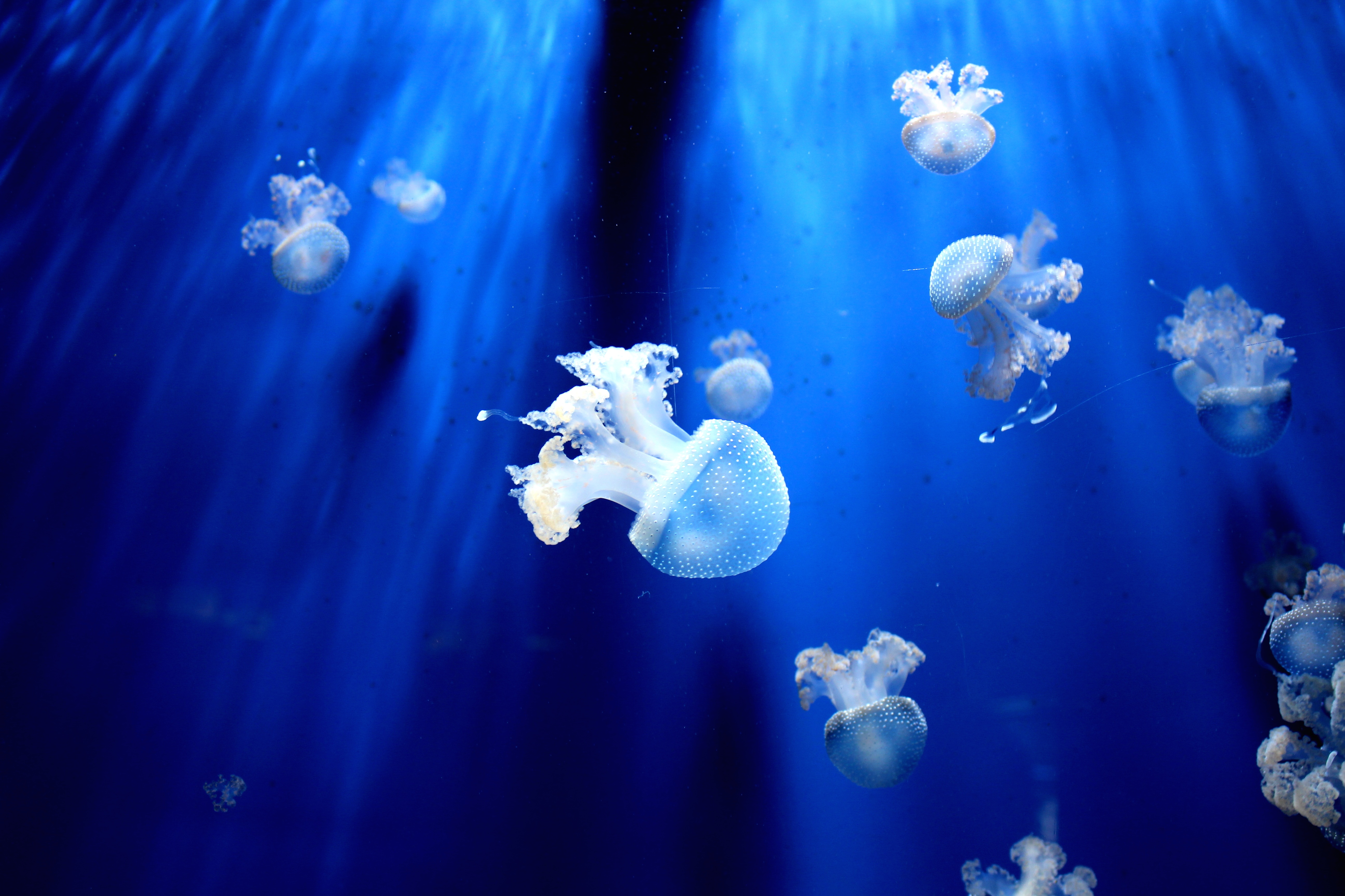 65169 скачать обои маленький, подводный мир, медуза, животные, щупальцы - заставки и картинки бесплатно