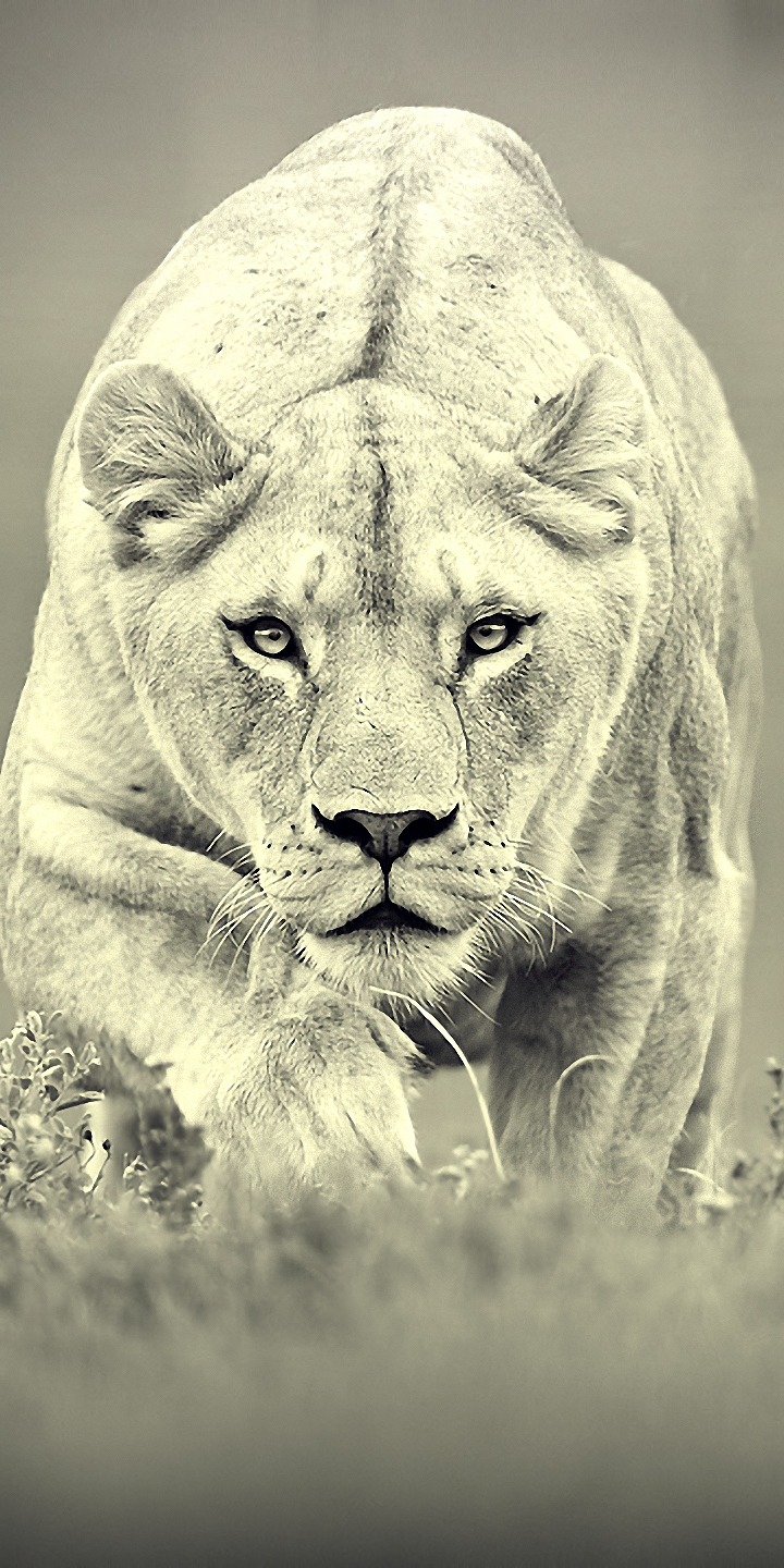 Download mobile wallpaper Cats, Lion, Animal for free.