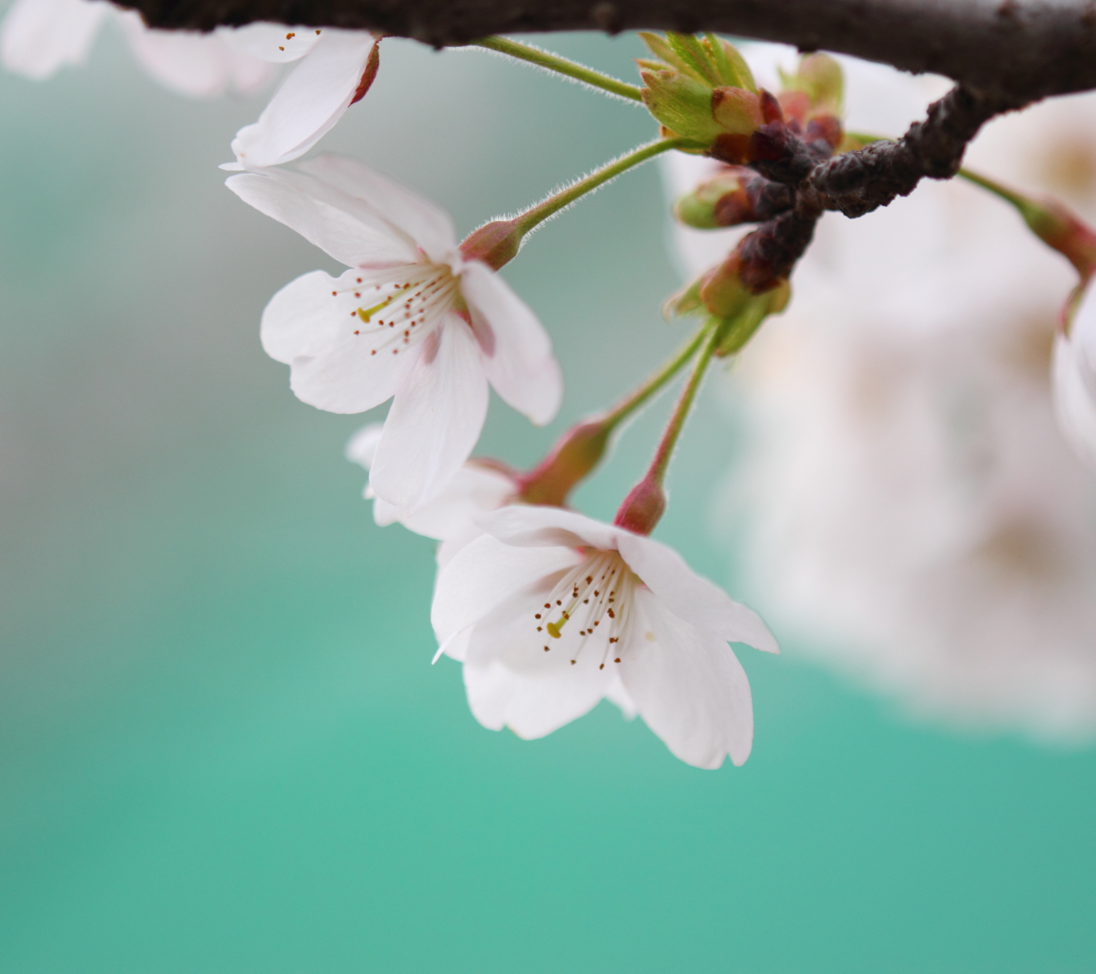 Free download wallpaper Flowers, Earth, Pastel, Blossom on your PC desktop