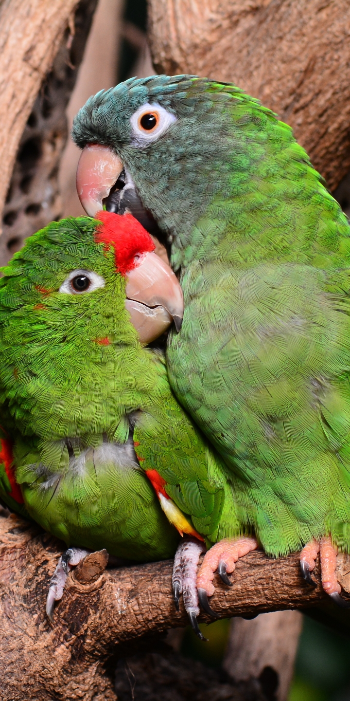 Download mobile wallpaper Birds, Bird, Animal, Parrot for free.